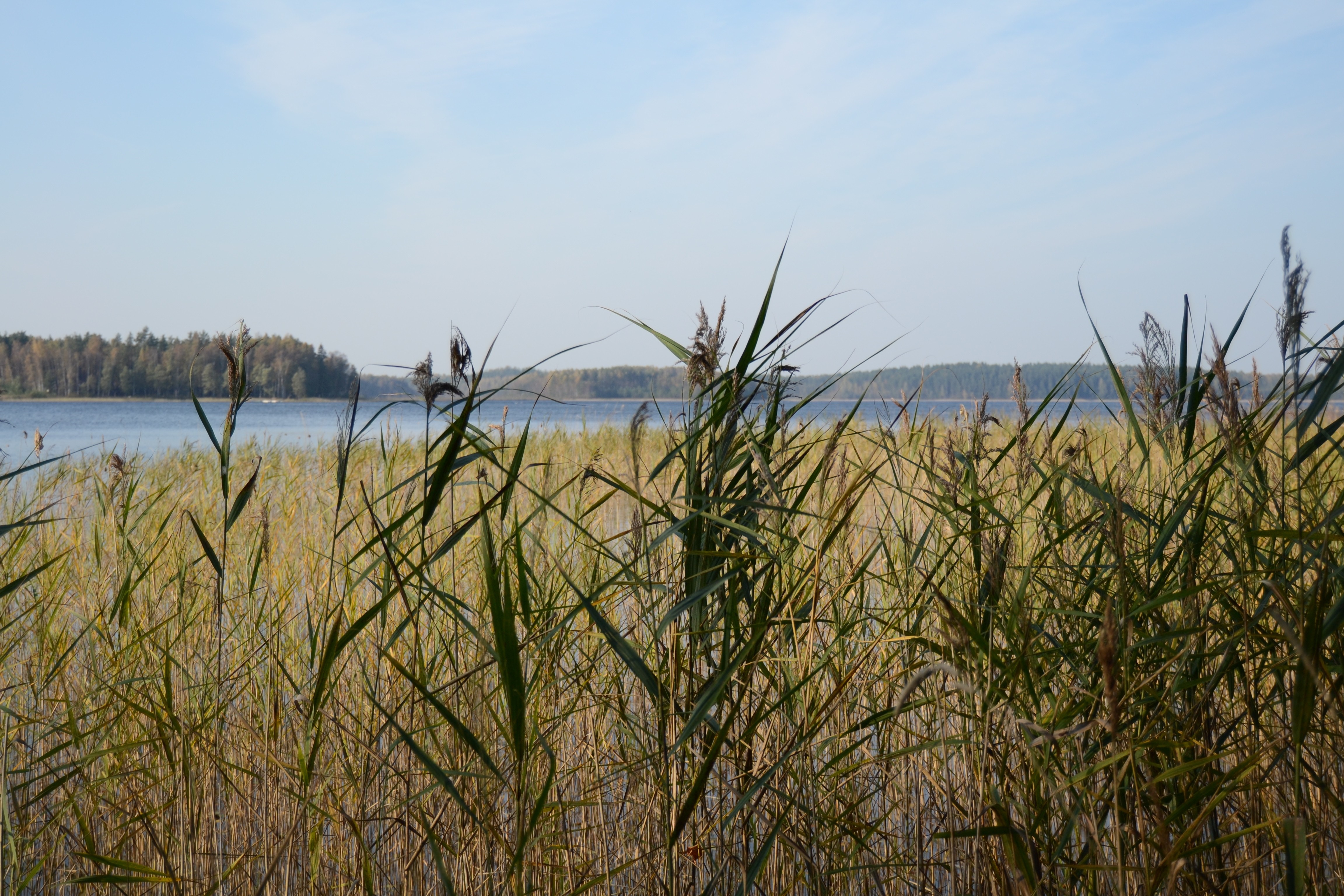 Reeds by a lake with a forest in the background HD Wallpaper