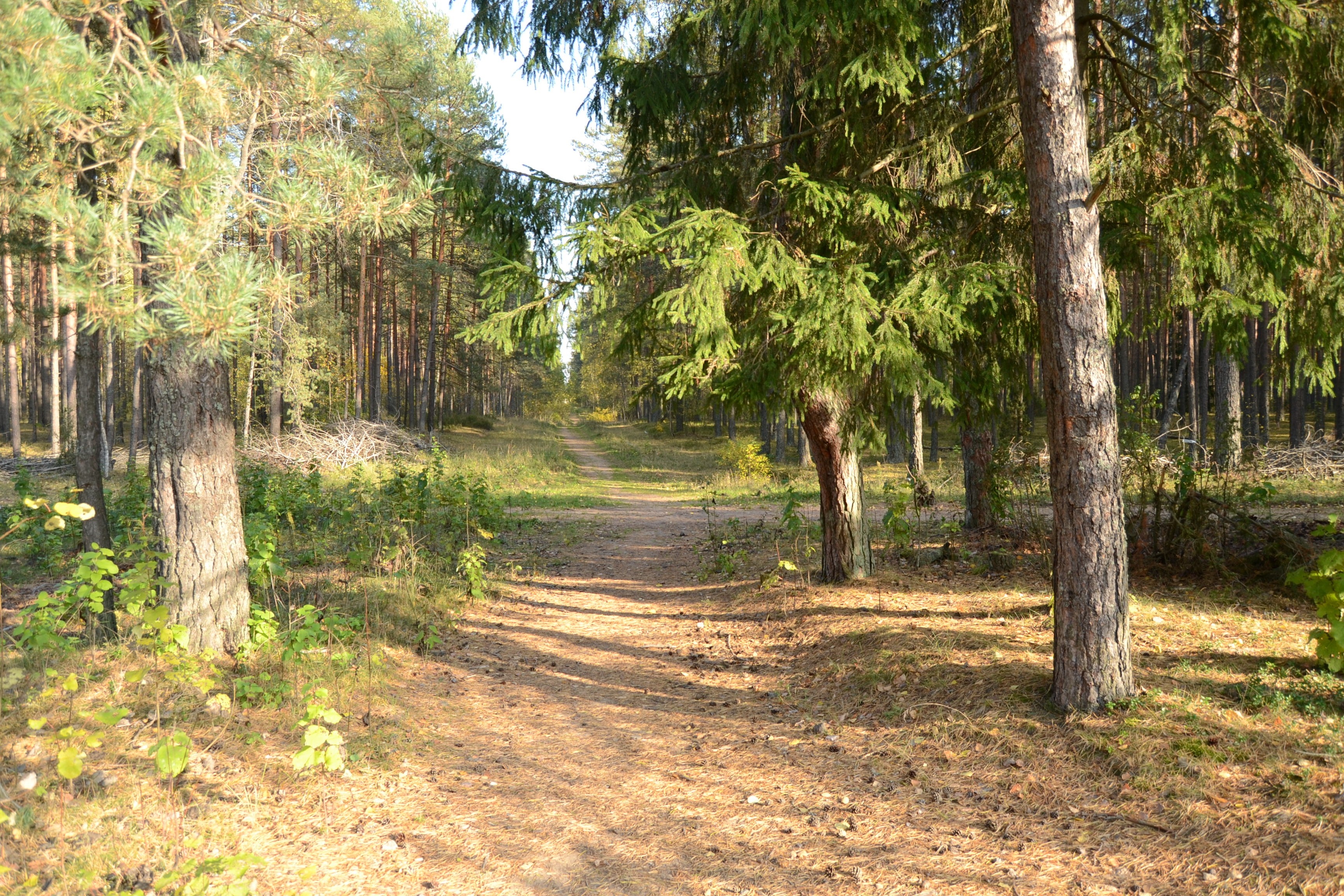 Forest path with trees and sunlight HD Wallpaper