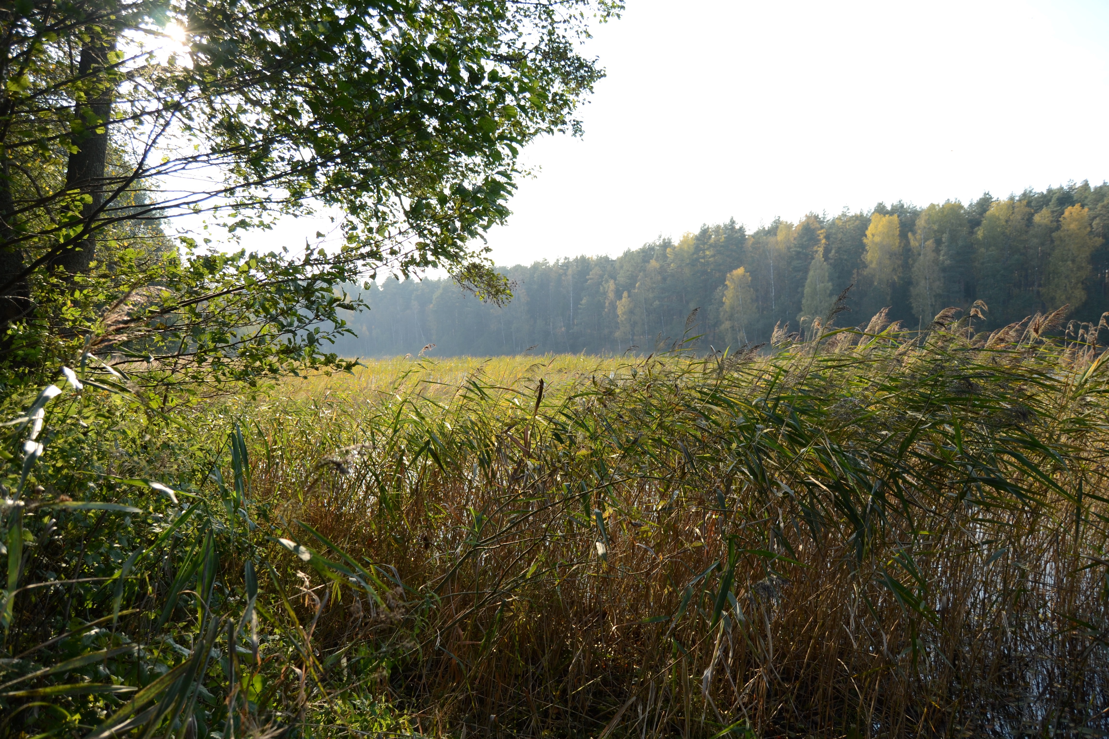 Sunlight over reeds and forest by a lake HD Wallpaper
