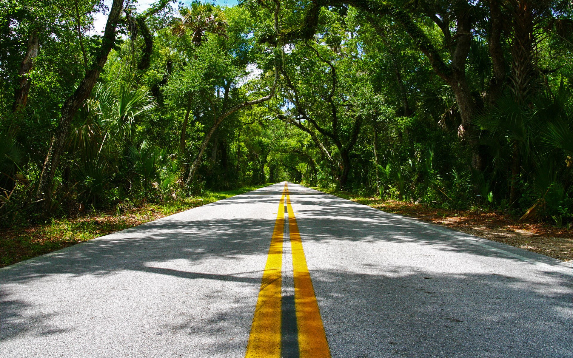 Road through a tree tunnel HD Wallpaper