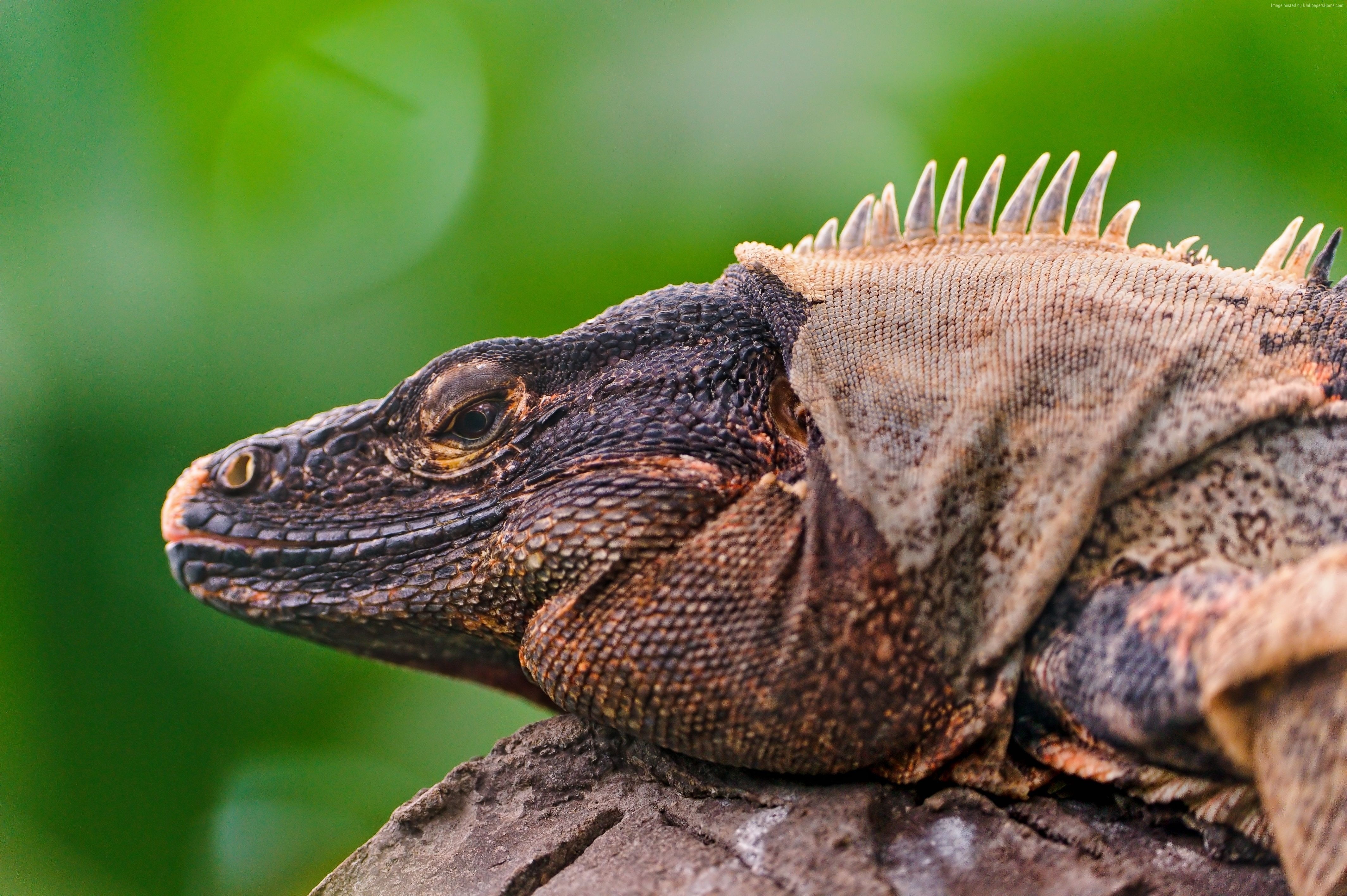 Close-up of a spiny-backed iguana in nature HD Wallpaper