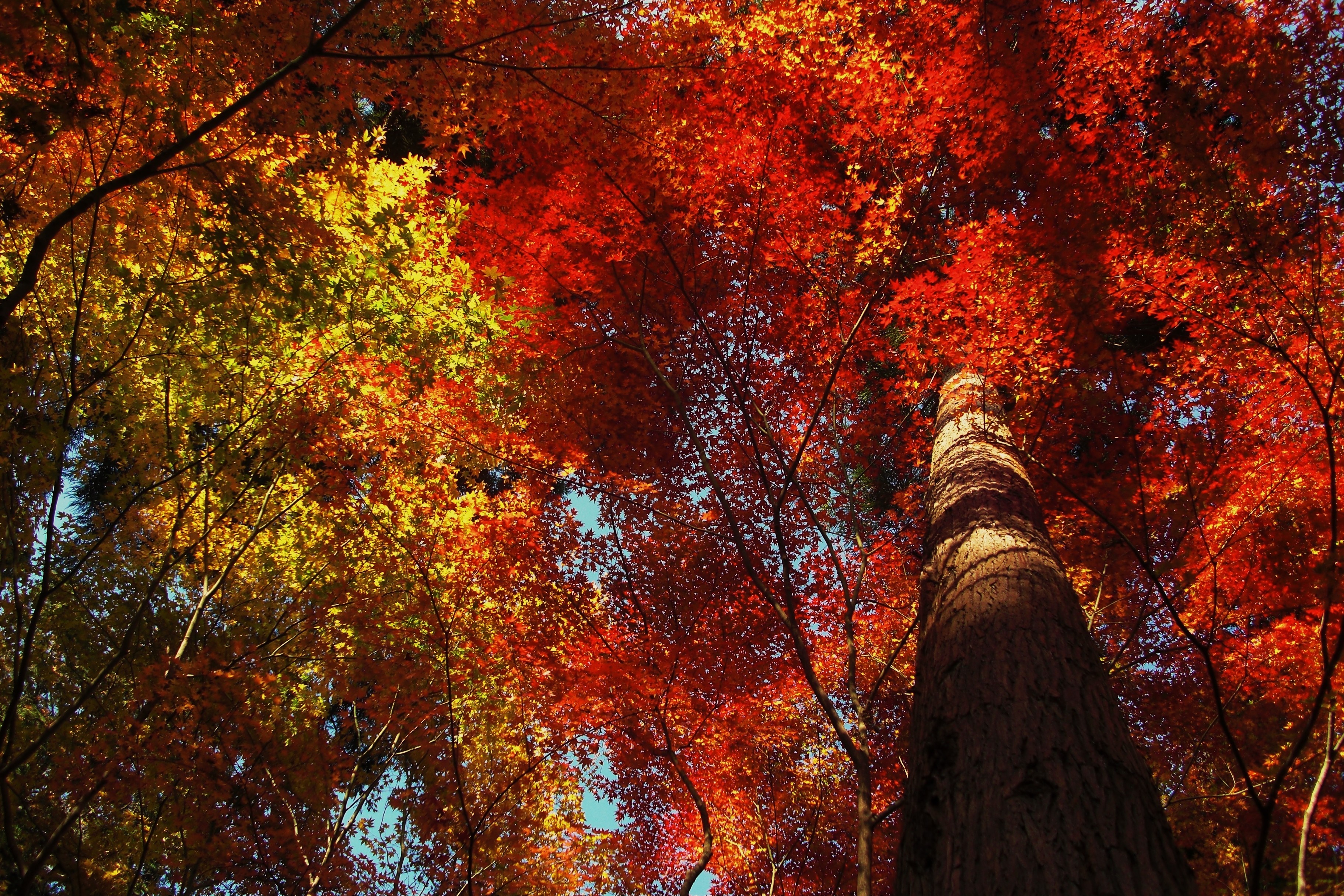 Autumn trees with red and yellow leaves HD Wallpaper