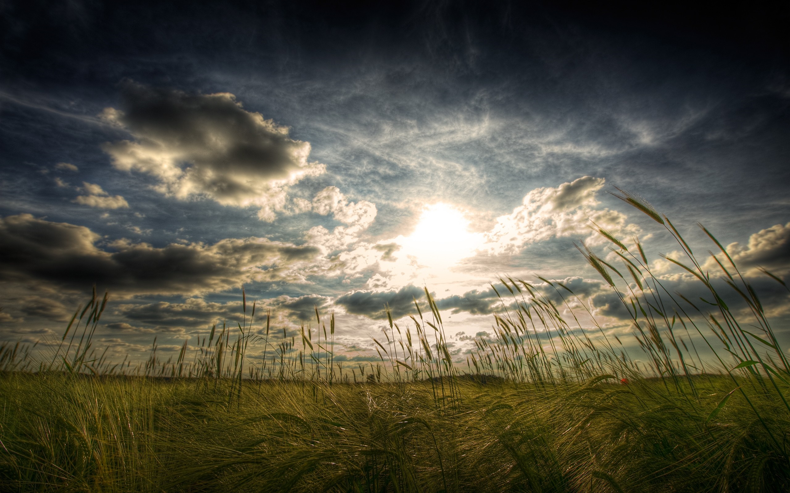 Wheat field under dramatic cloudy sky at sunset HD Wallpaper