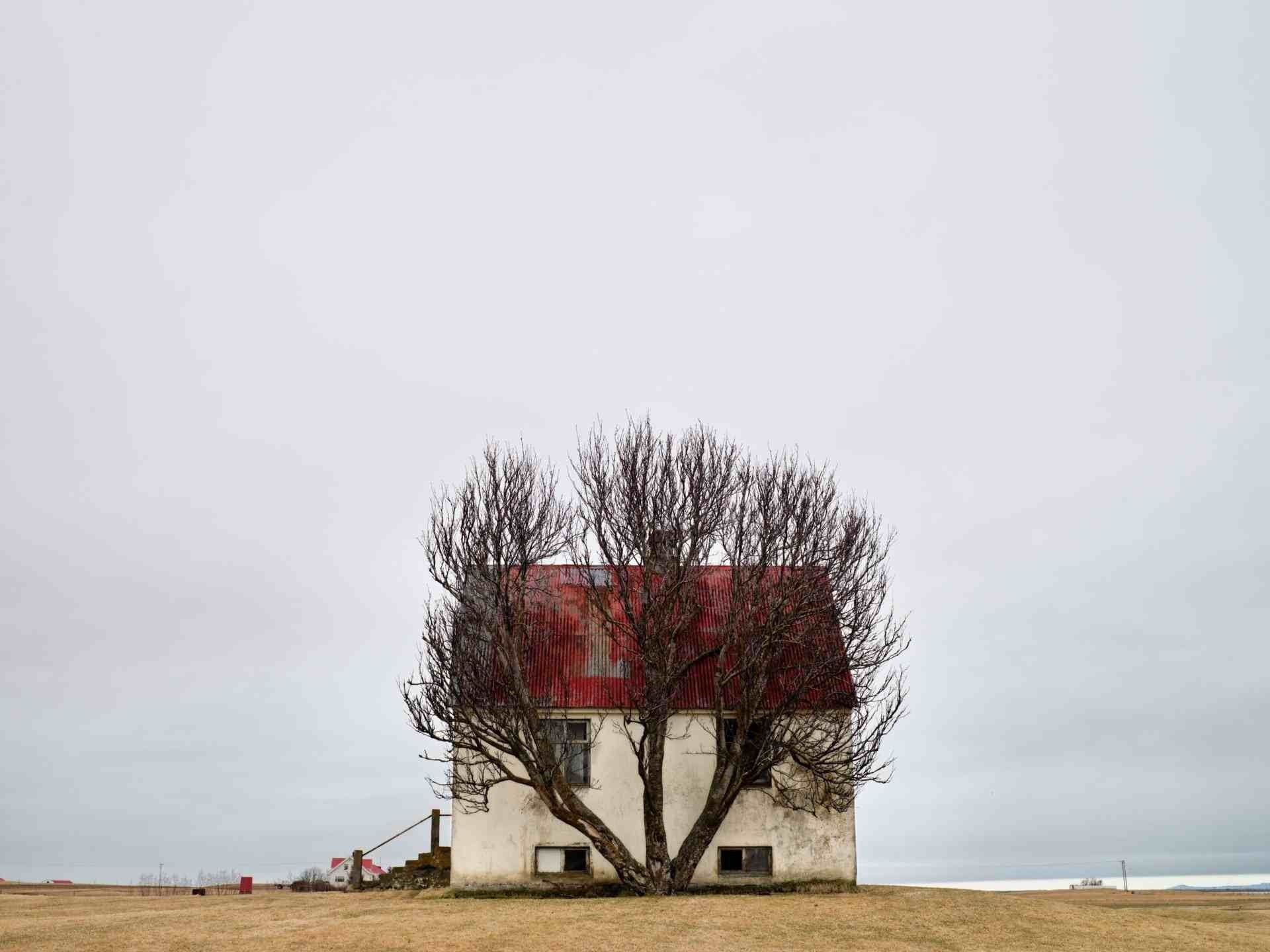 A solitary house with a red roof and a bare tree in front HD Wallpaper