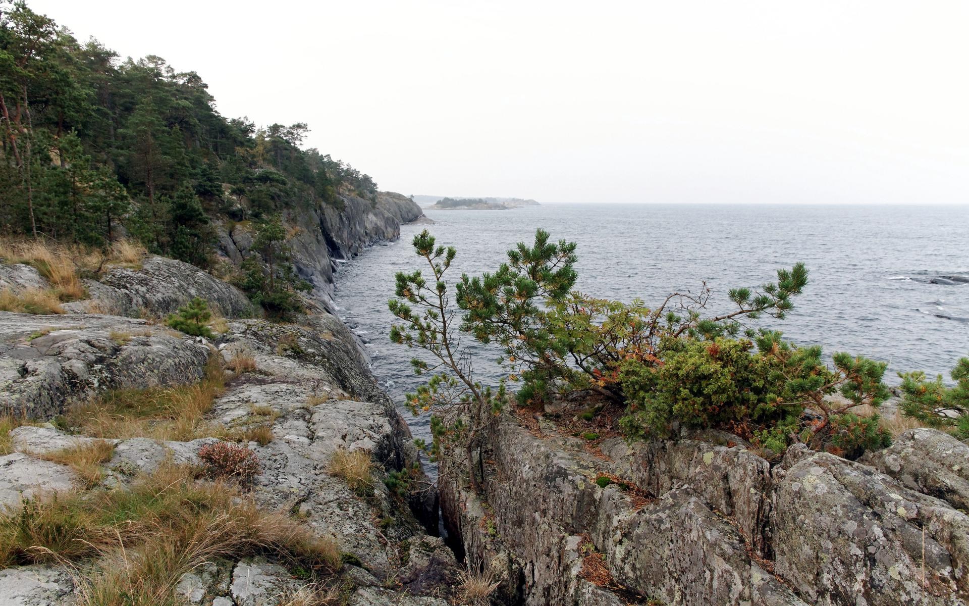 Rocky coastline with pine trees and the sea HD Wallpaper