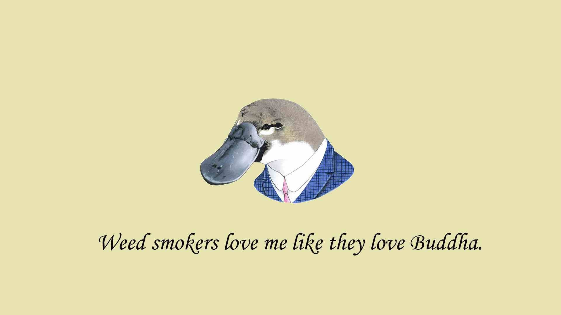 Platypus in a suit with a quote HD Wallpaper
