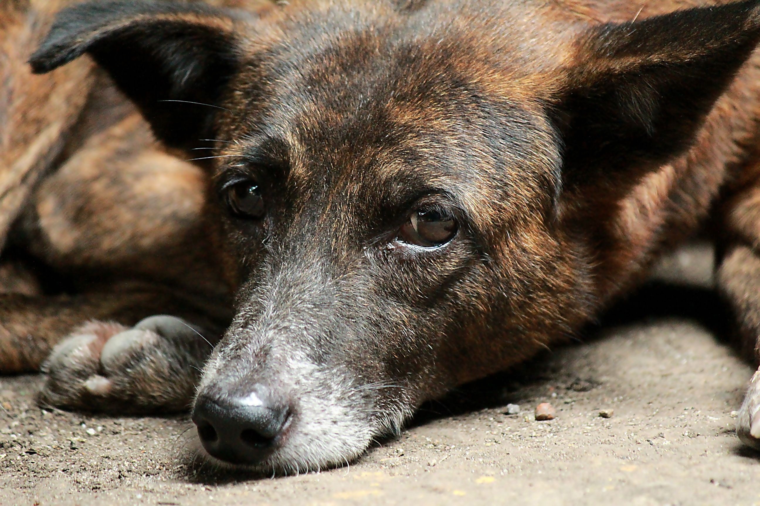 Close-up of a brindle street dog lying down HD Wallpaper