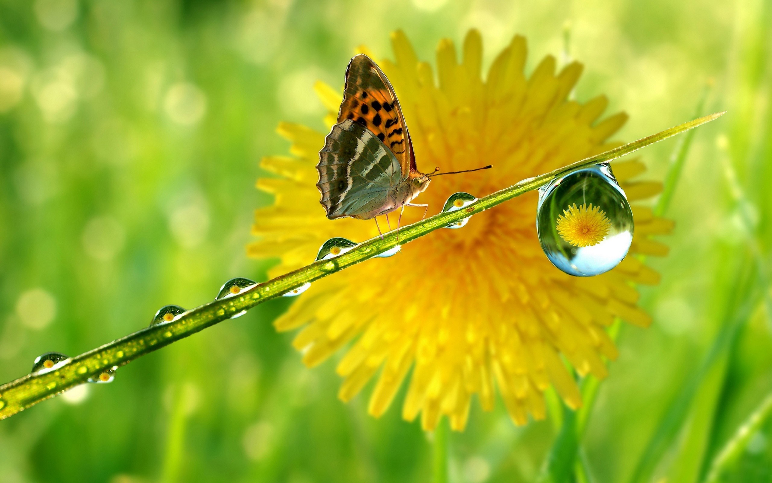 Butterfly on a blade of grass with water droplets and dandelion HD Wallpaper