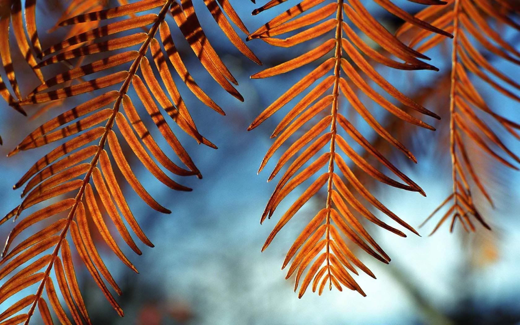 Close up of autumn redwood leaves against blue sky HD Wallpaper