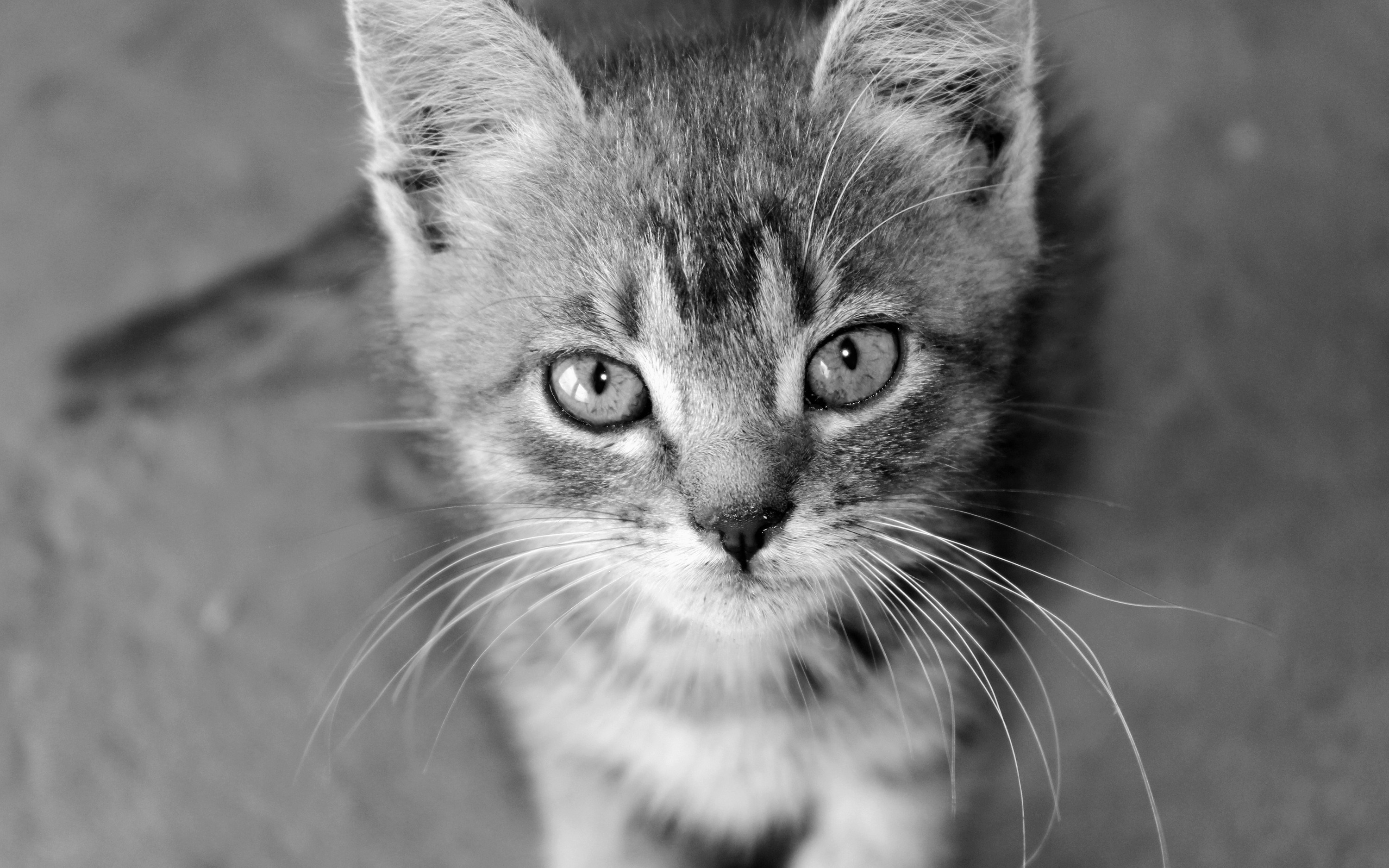 Close-up of a kitten's face HD Wallpaper