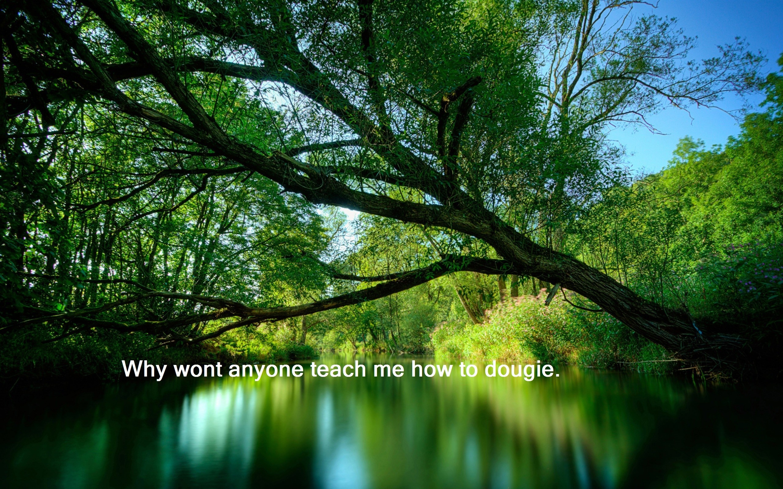 A tree branch over a river with text. HD Wallpaper
