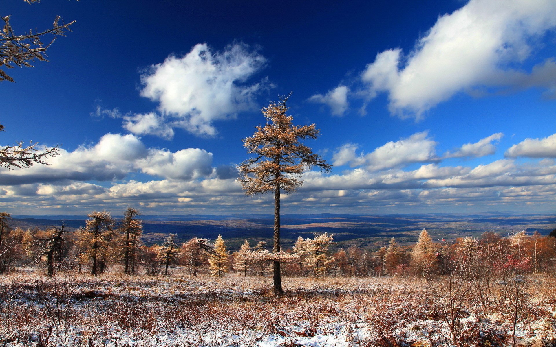 Lone tree on a snowy hill under a blue sky HD Wallpaper