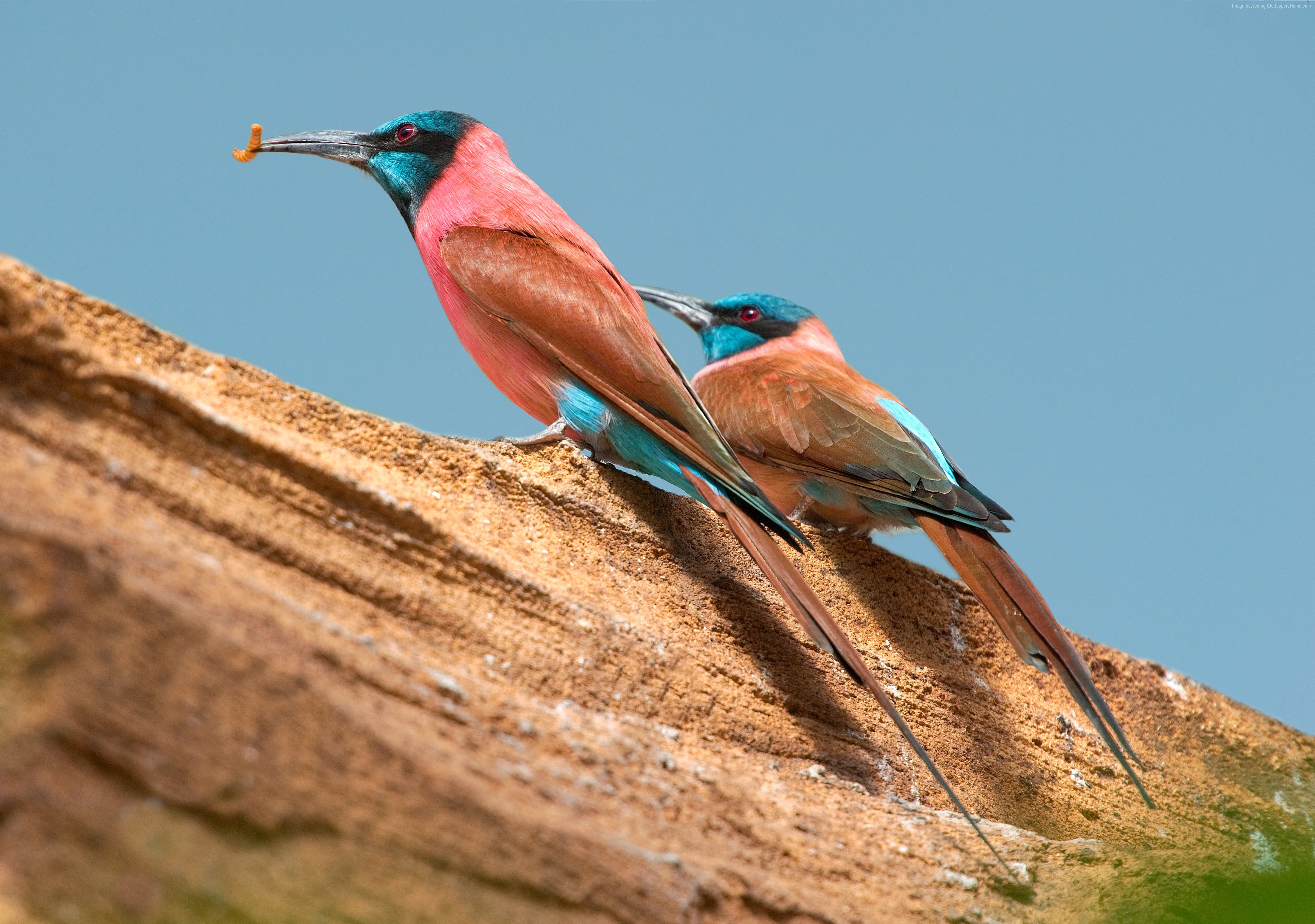 Two Northern Carmine Bee-eaters on a branch with a worm HD Wallpaper