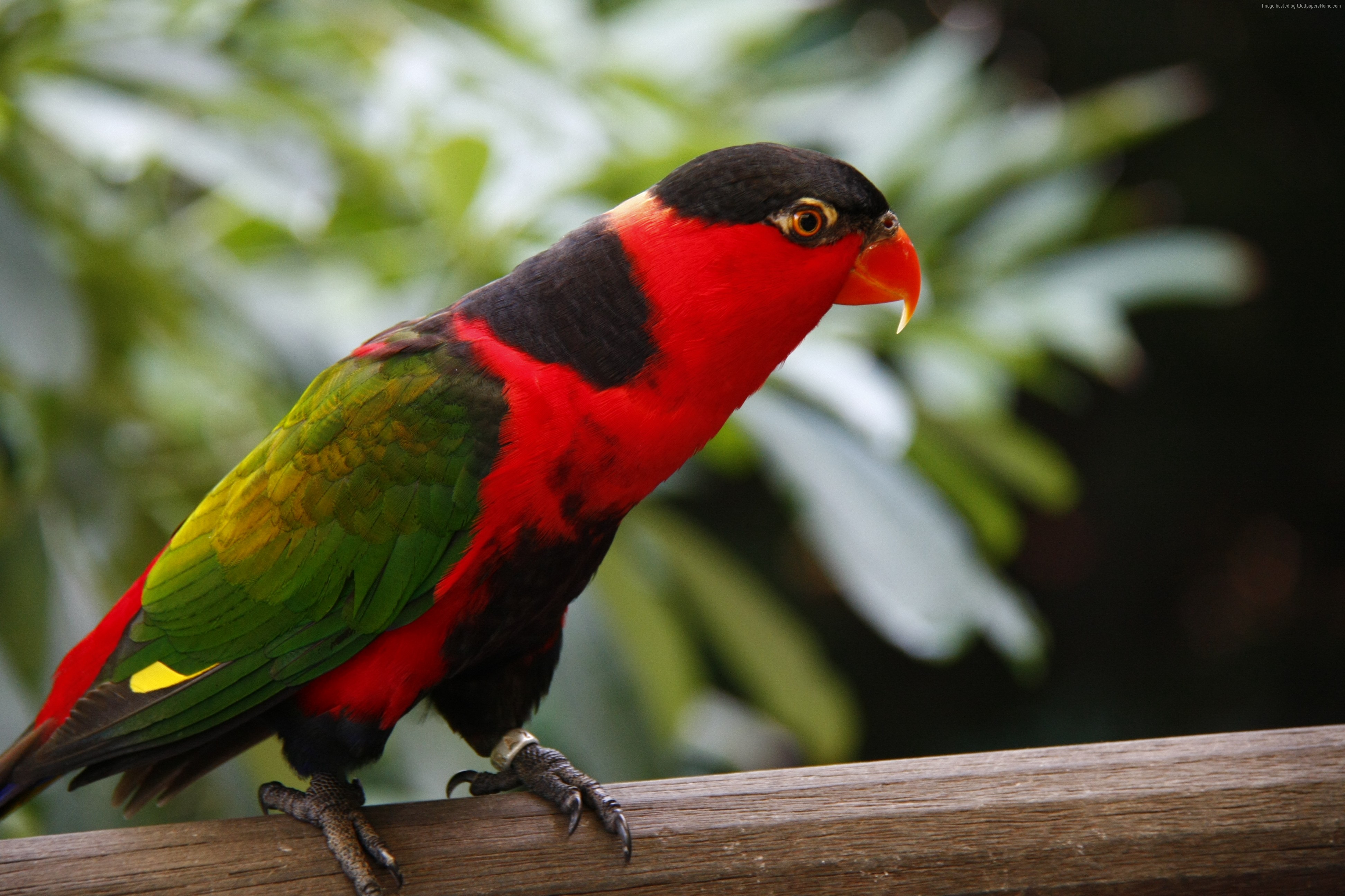Black-headed Parrot perched on a wooden branch HD Wallpaper