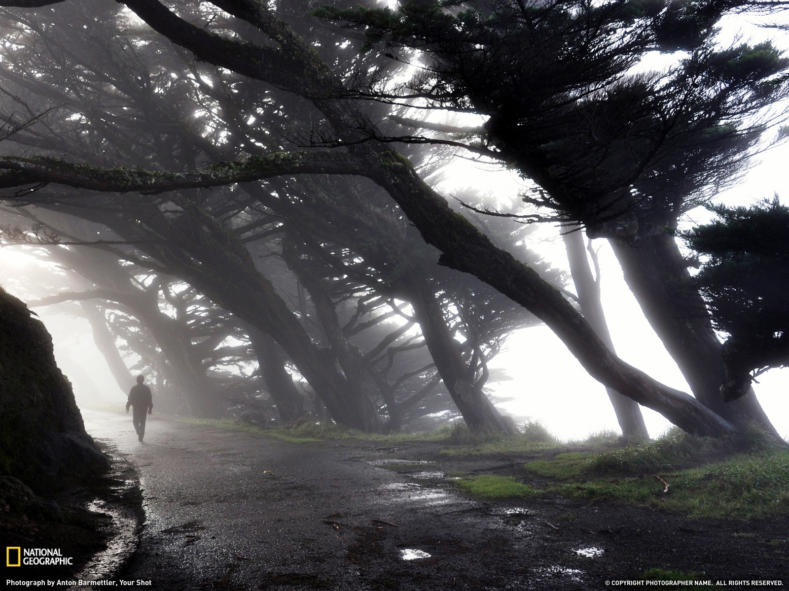 Man walking on a path through a misty forest HD Wallpaper