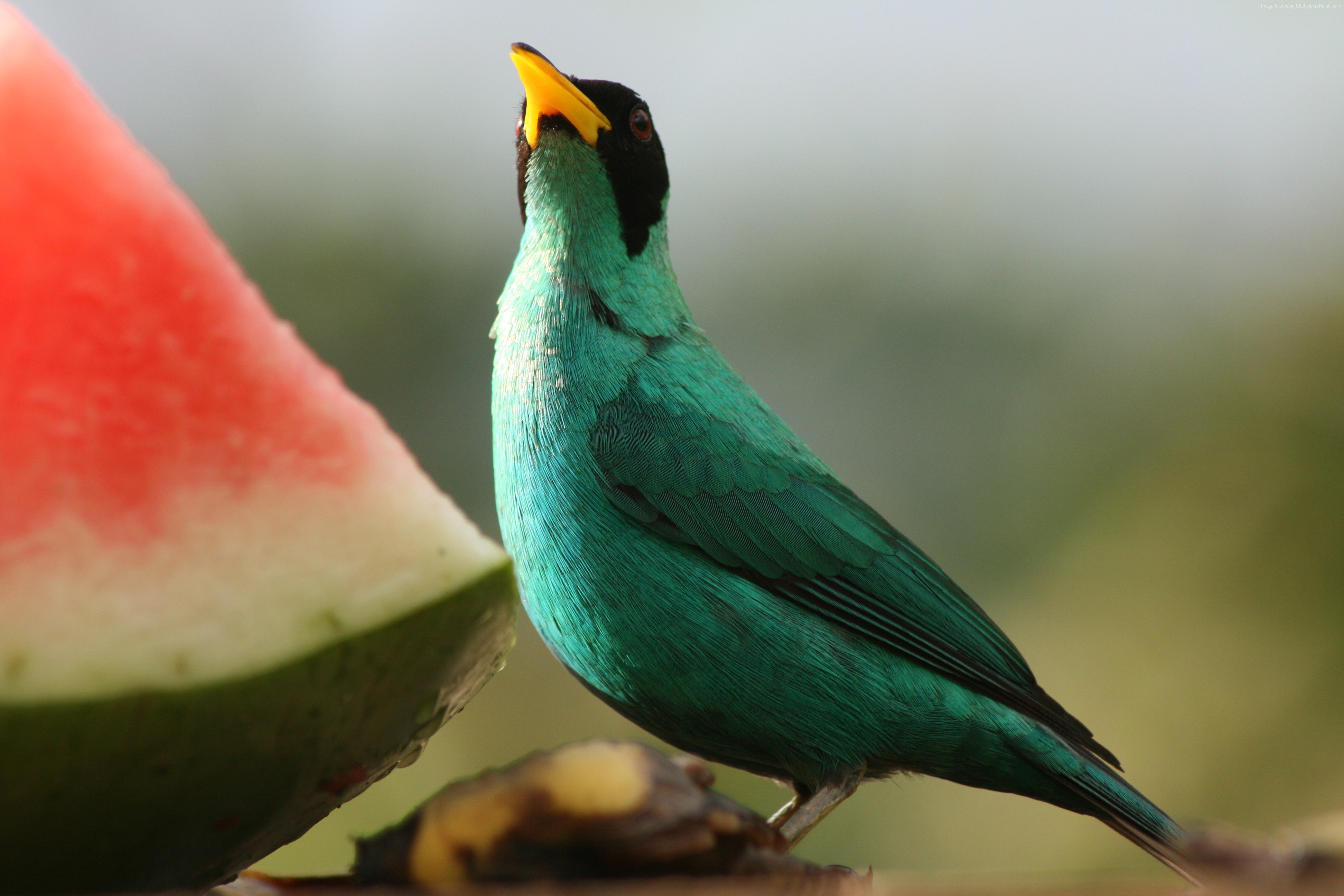 Green Honeycreeper bird eating watermelon HD Wallpaper
