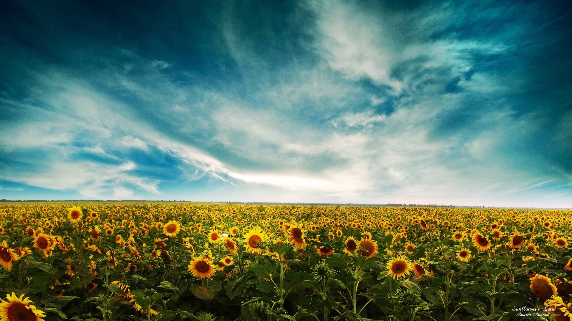 Field of Sunflowers Under a Cloudy Sky HD Wallpaper