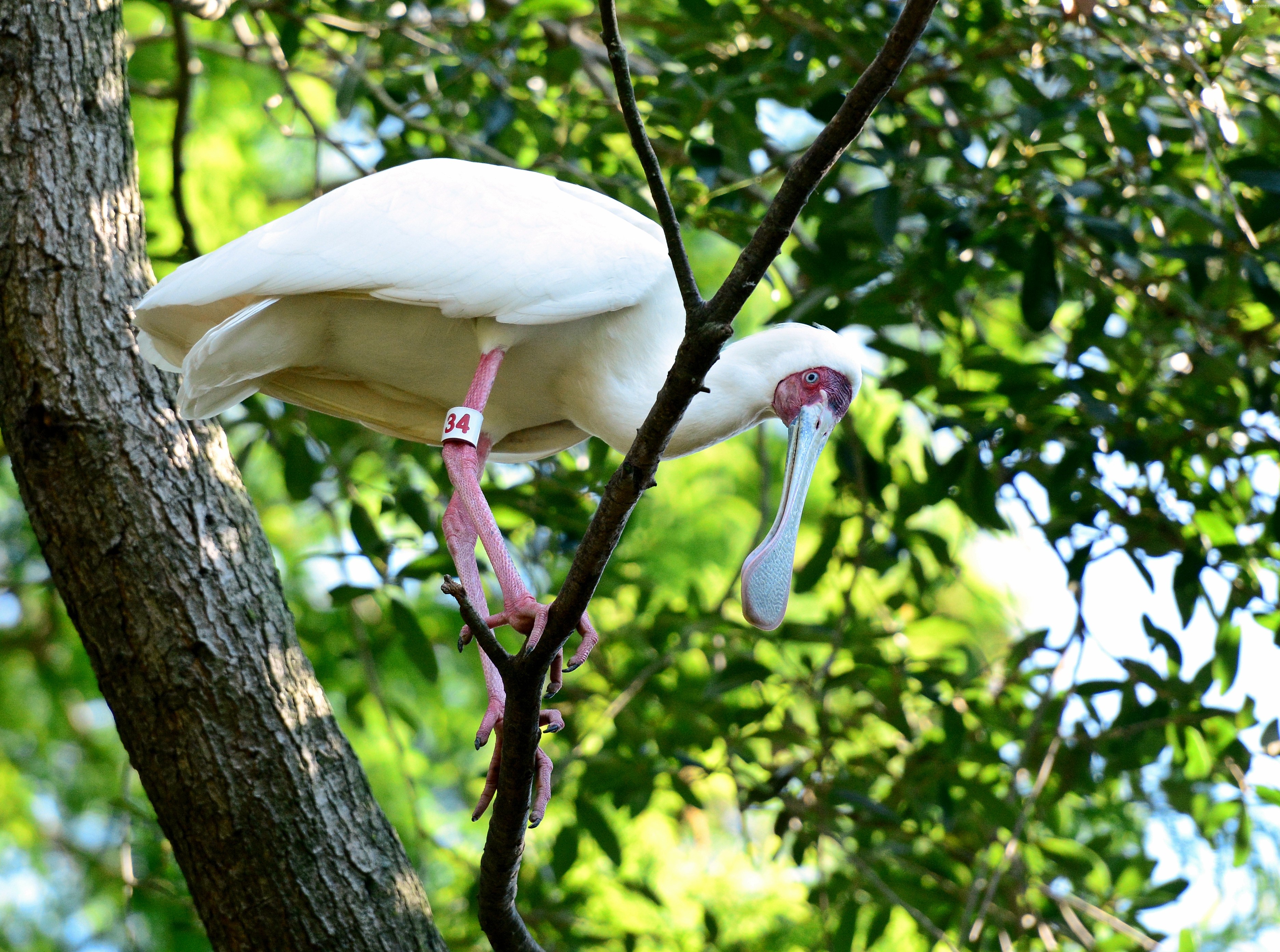 White bird with pink legs and a numbered band on a tree branch HD Wallpaper