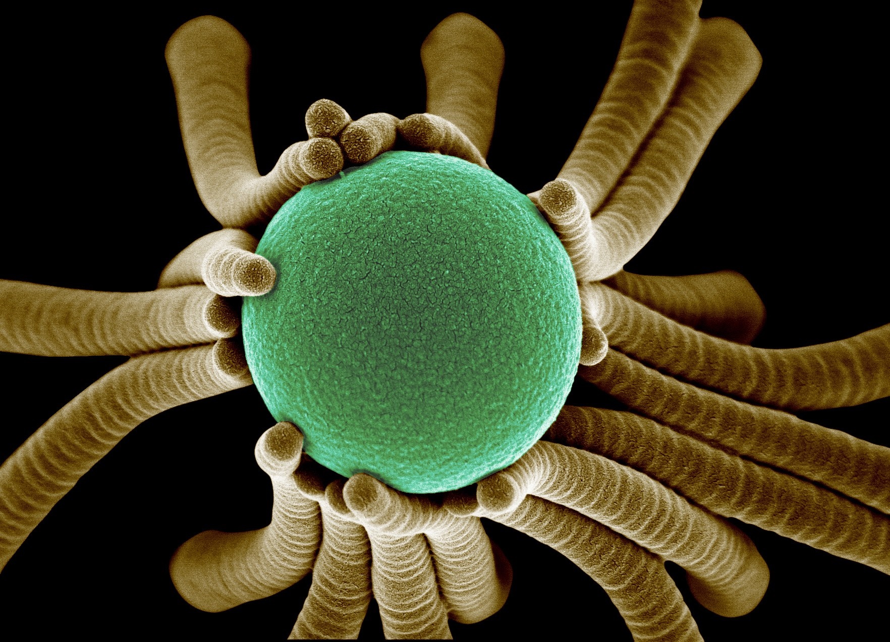 Microscopic view of pollen grain surrounded by anthers HD Wallpaper