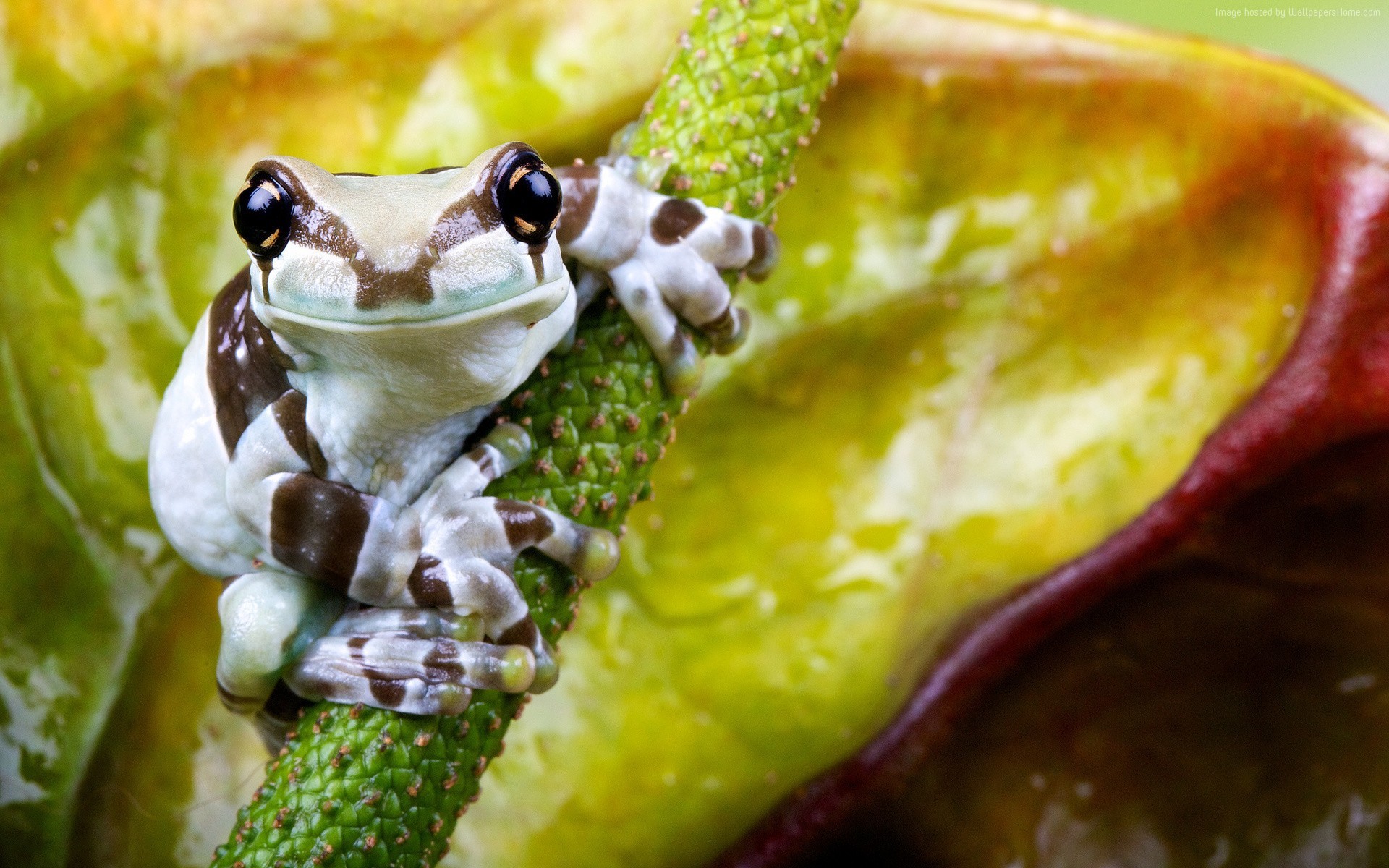 White and brown frog on a green stem HD Wallpaper