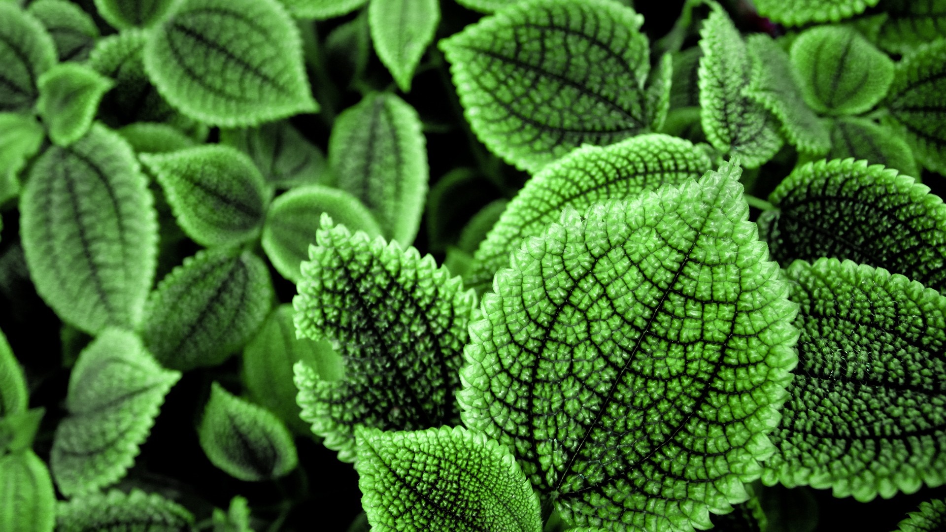 Close-up of green leaves with intricate vein patterns HD Wallpaper