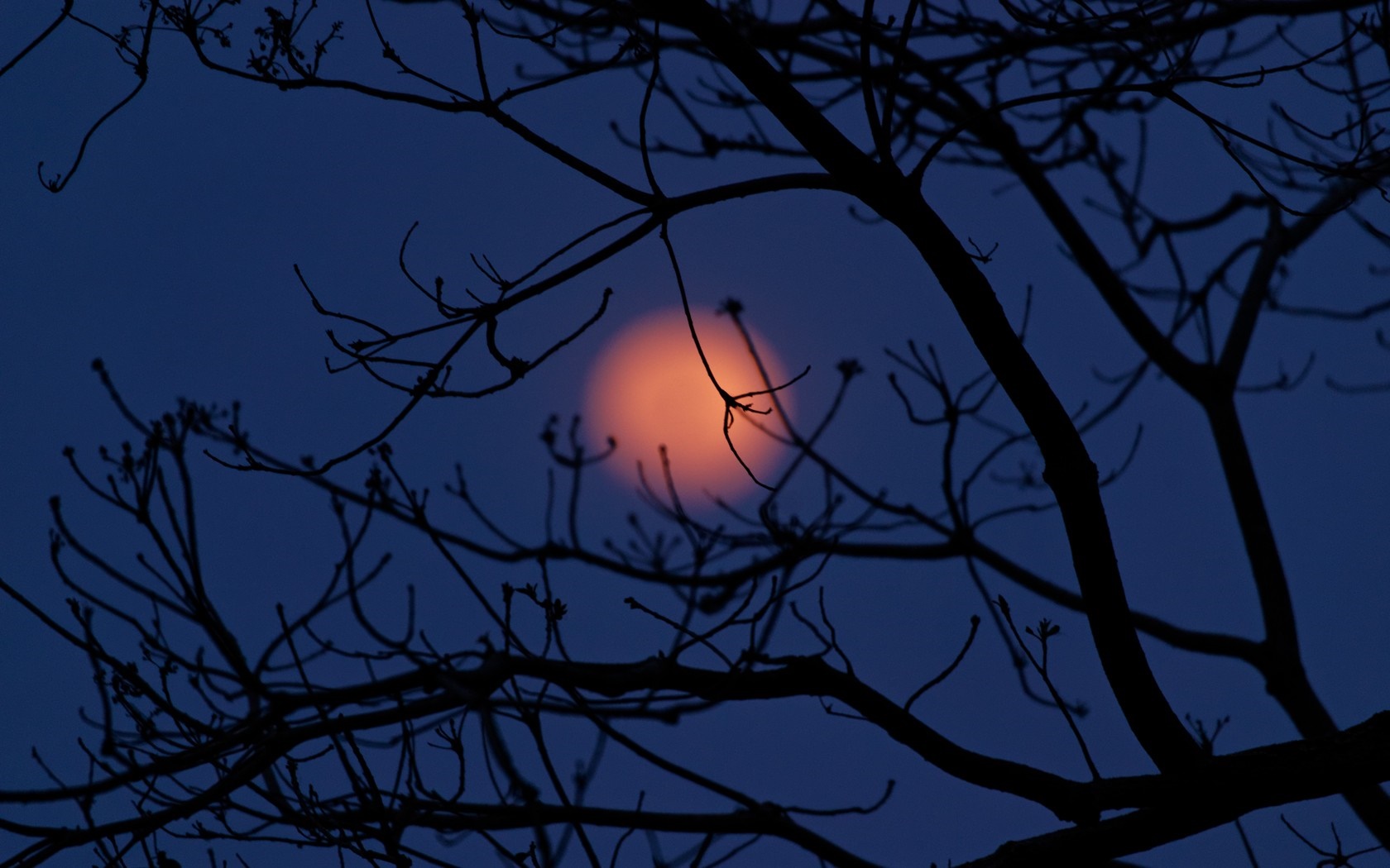 Silhouette of tree branches against a hazy orange moon HD Wallpaper