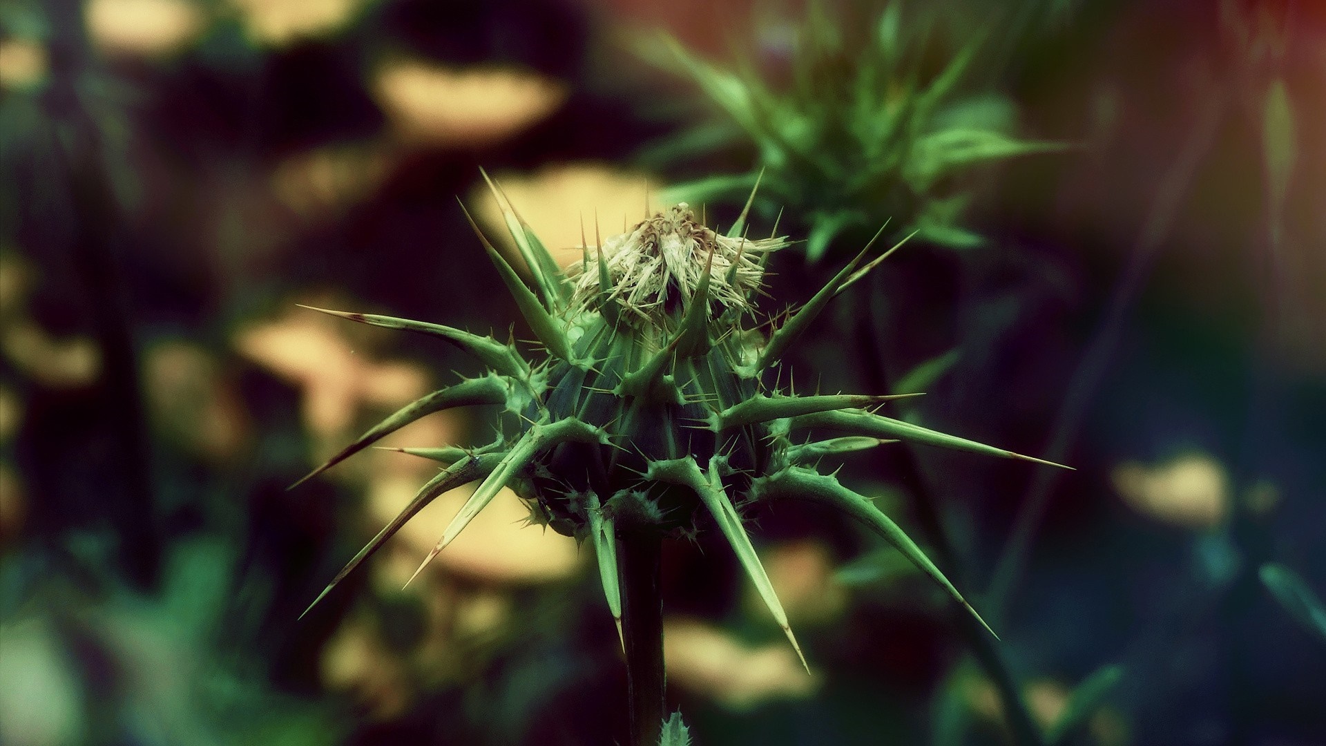 Close-up of a spiky green thistle bud with dry center HD Wallpaper