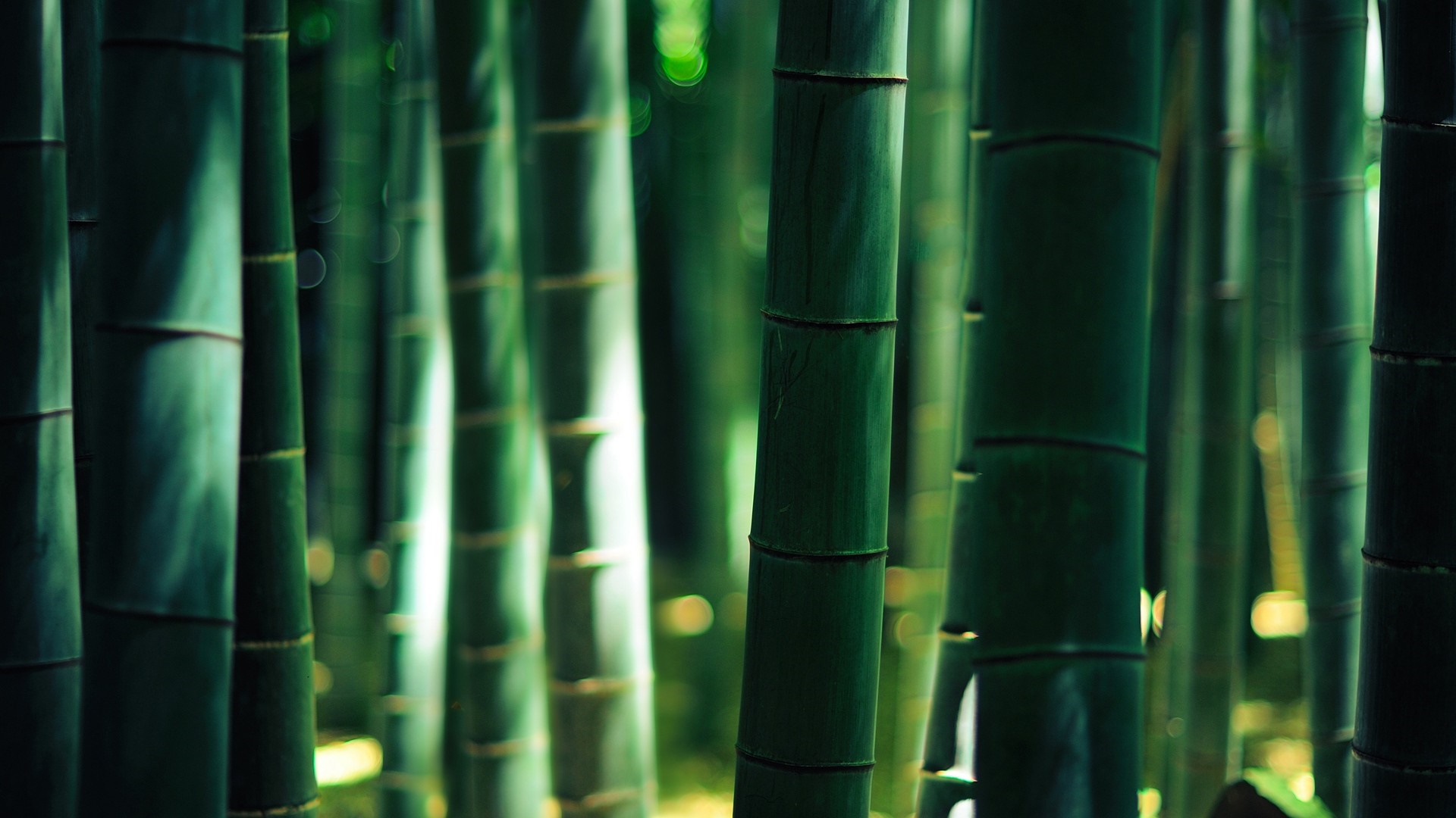 Green bamboo stalks with sunlight filtering through HD Wallpaper