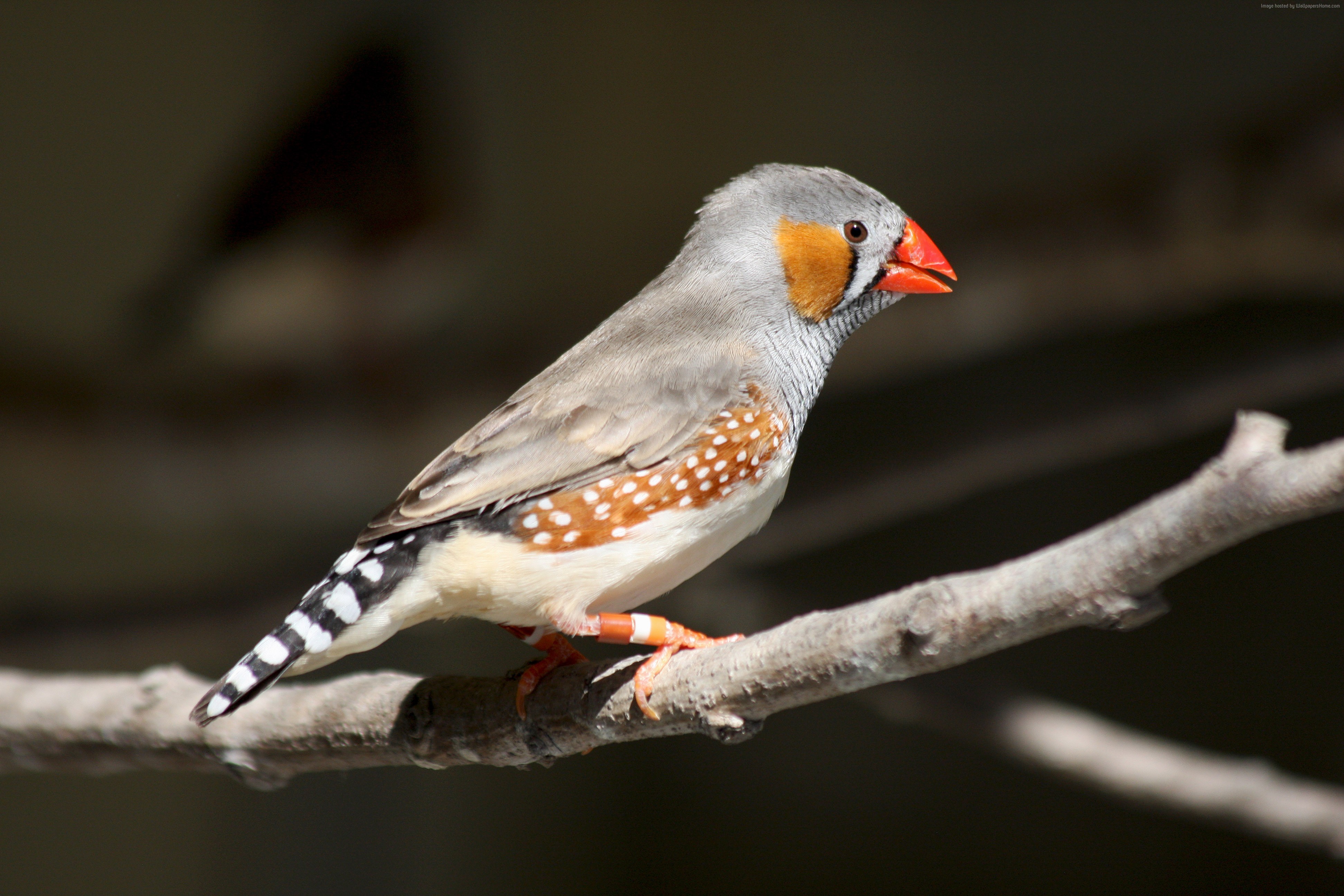 Zebra finch perched on a branch HD Wallpaper