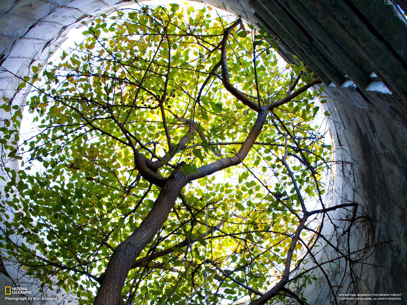 Tree branches and leaves seen through a circular opening HD Wallpaper