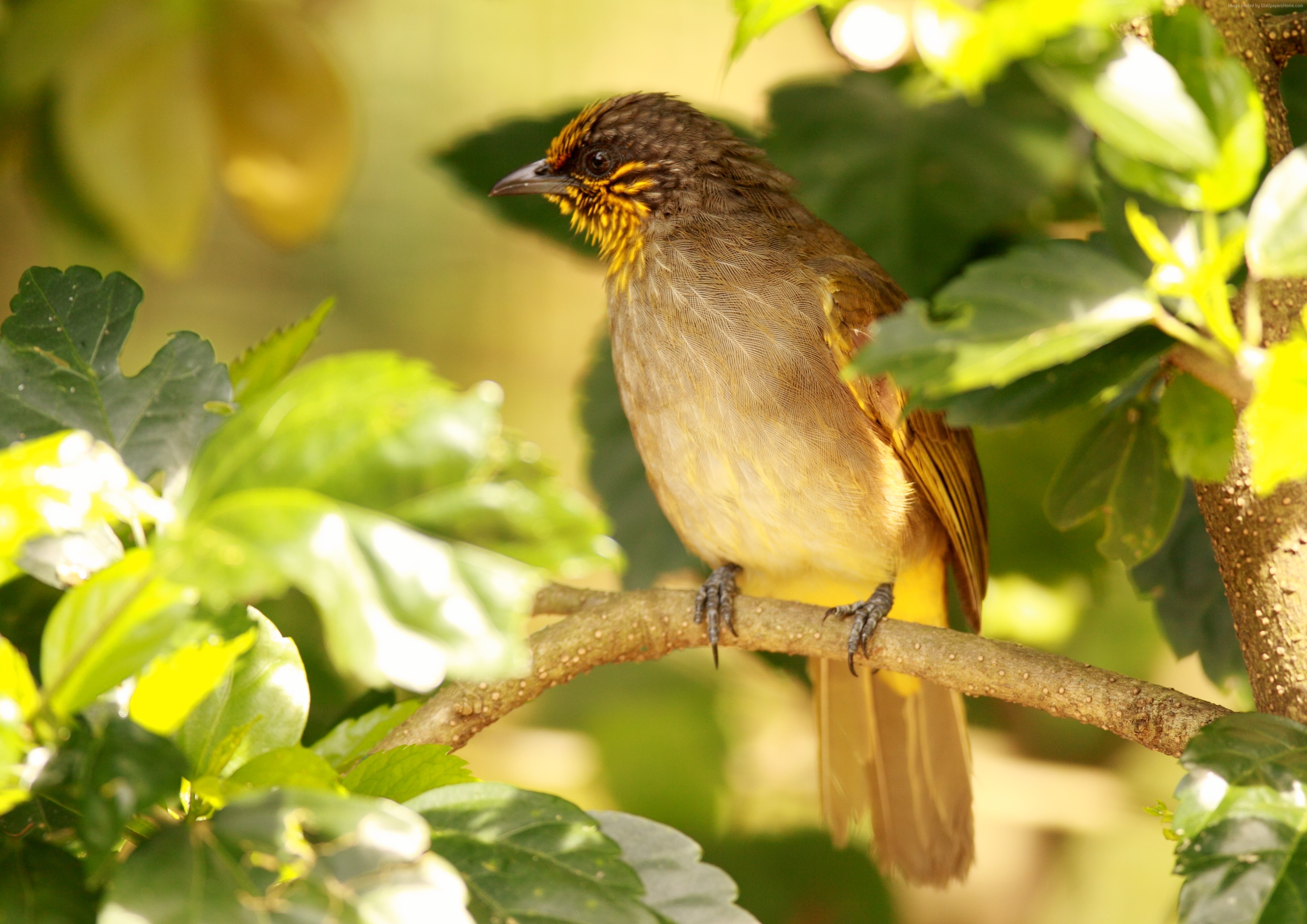 Stripe-throated Bulbul perched on a branch HD Wallpaper