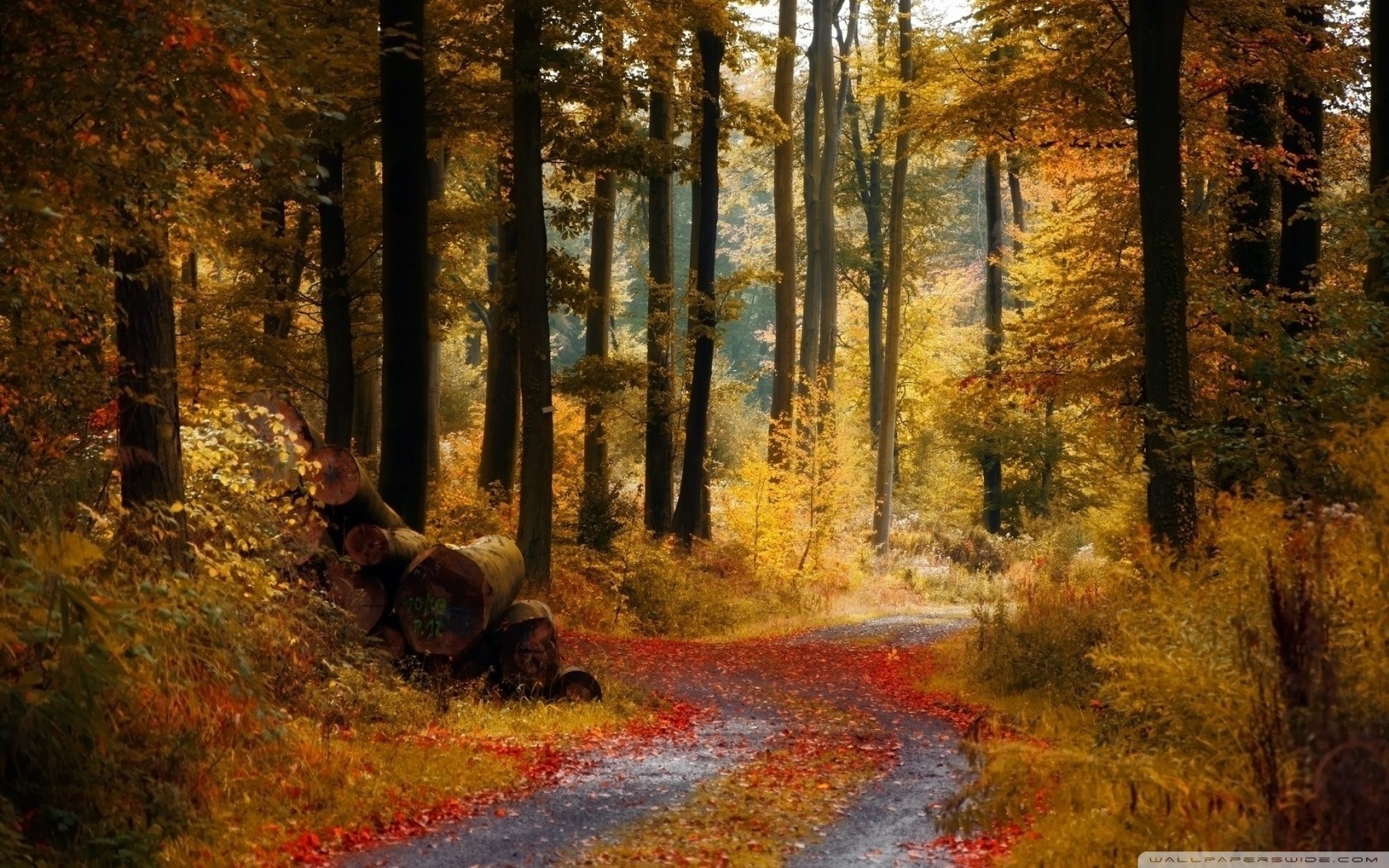 Autumn forest pathway with fallen leaves and logs HD Wallpaper