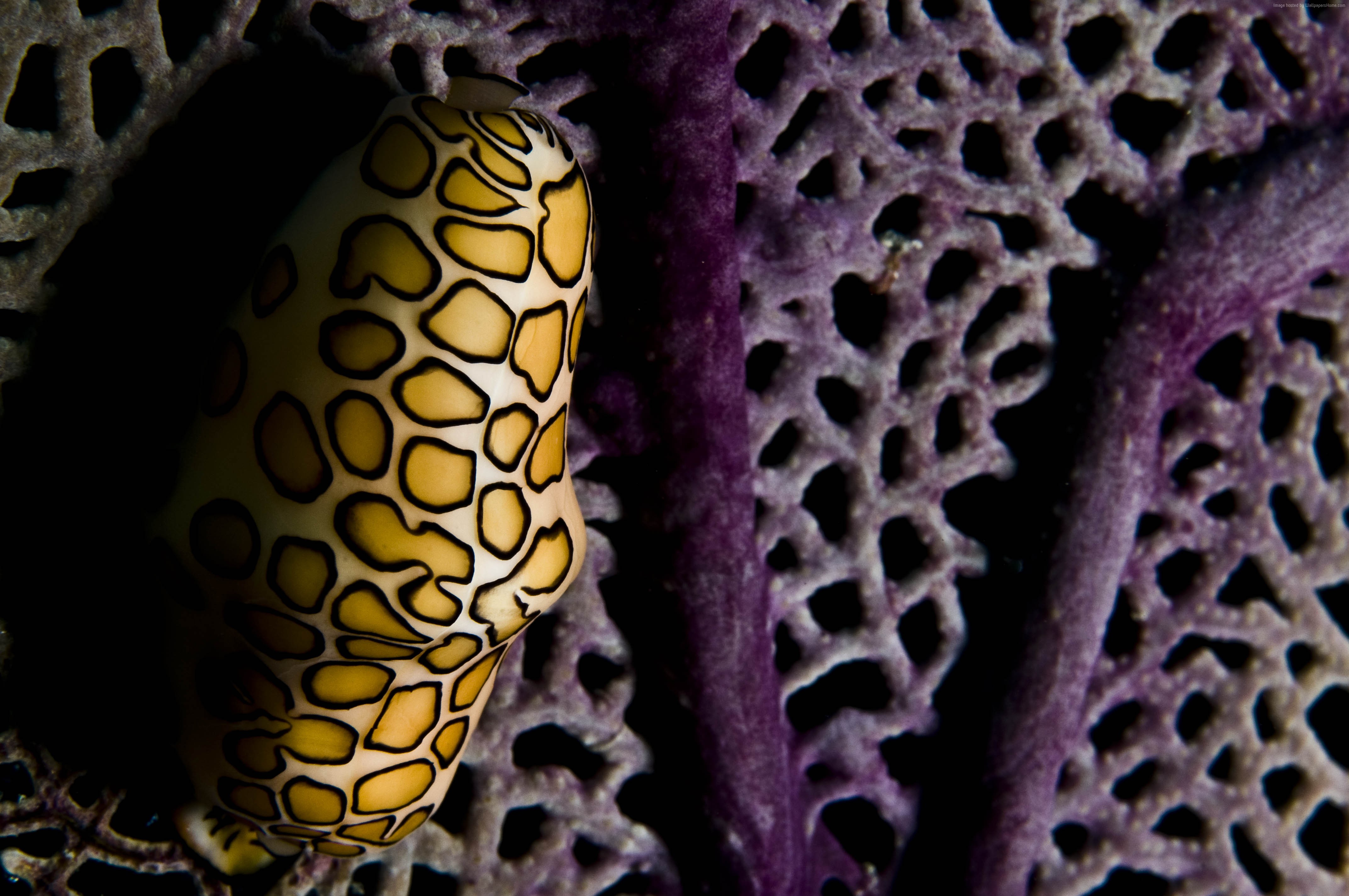 Flamingo Tongue Snail on Purple Sea Fan HD Wallpaper