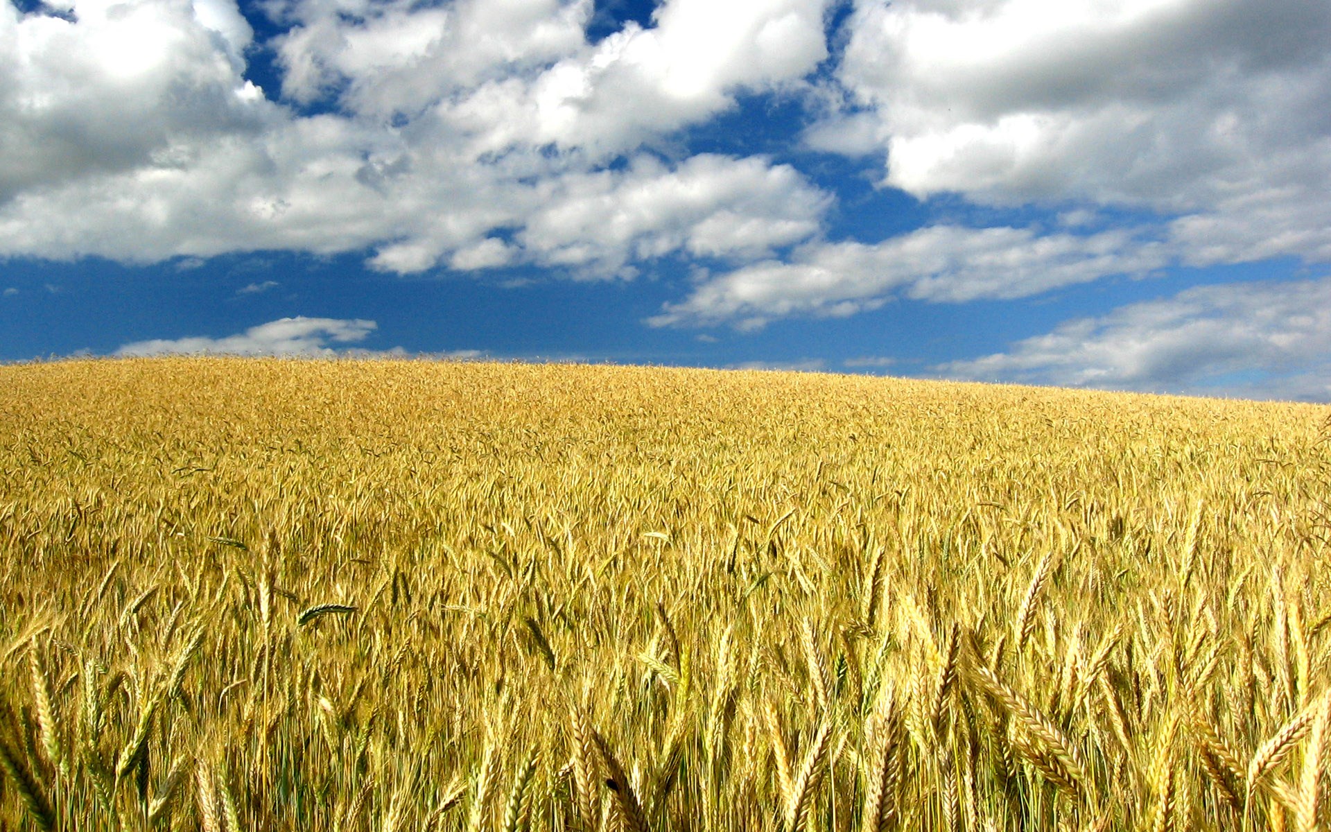 Golden wheat field under a blue sky with clouds HD Wallpaper