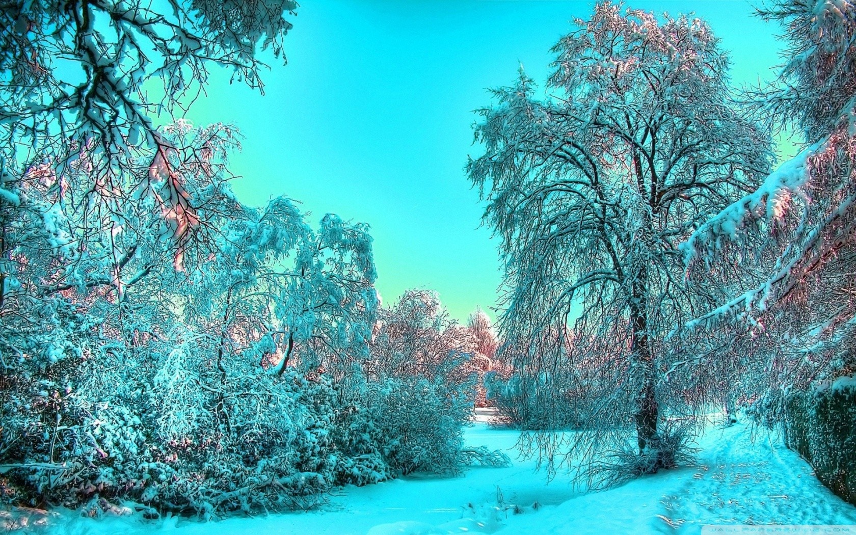 Snowy forest with bright blue sky HD Wallpaper