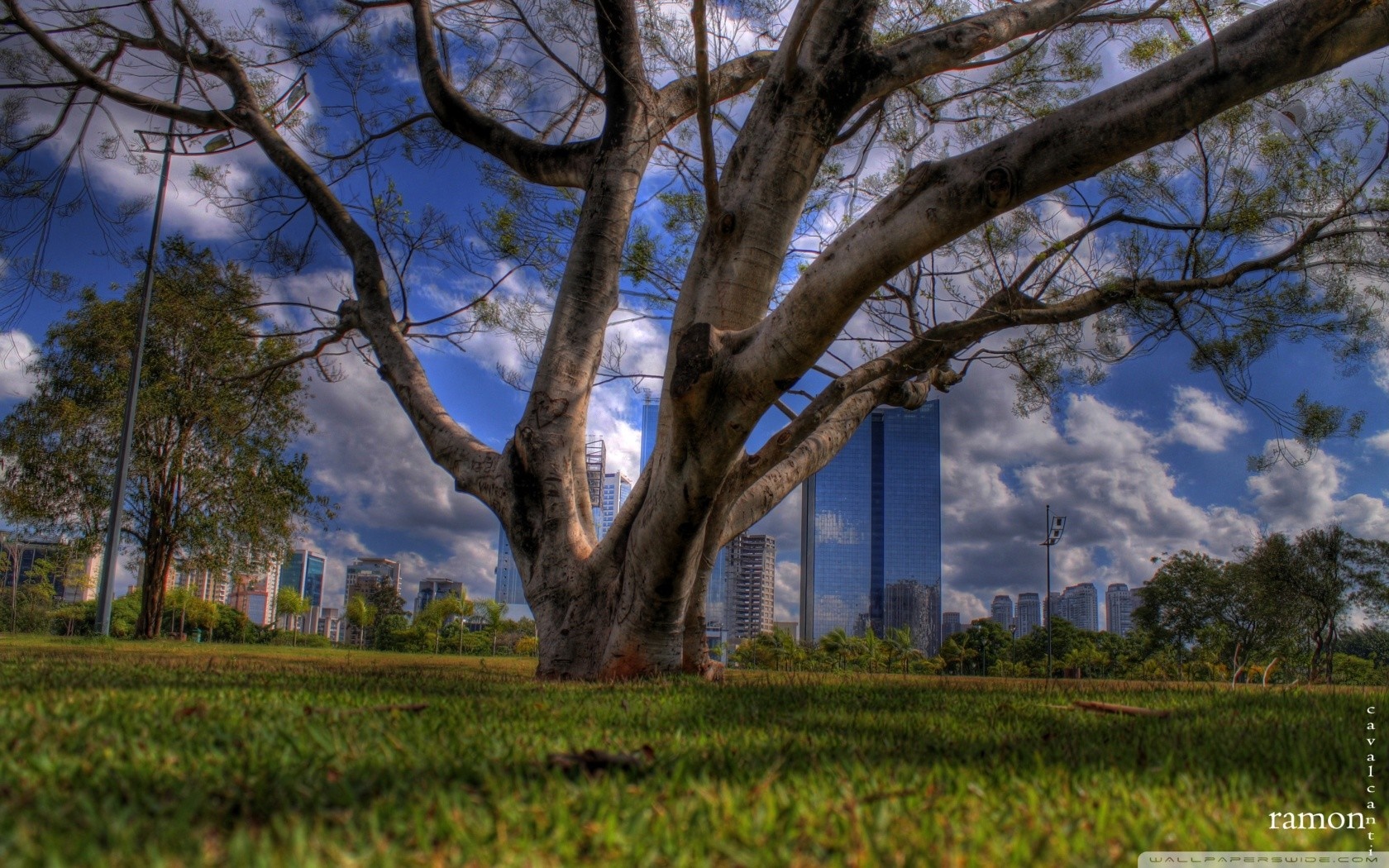 Large tree in a park with city buildings in the background HD Wallpaper