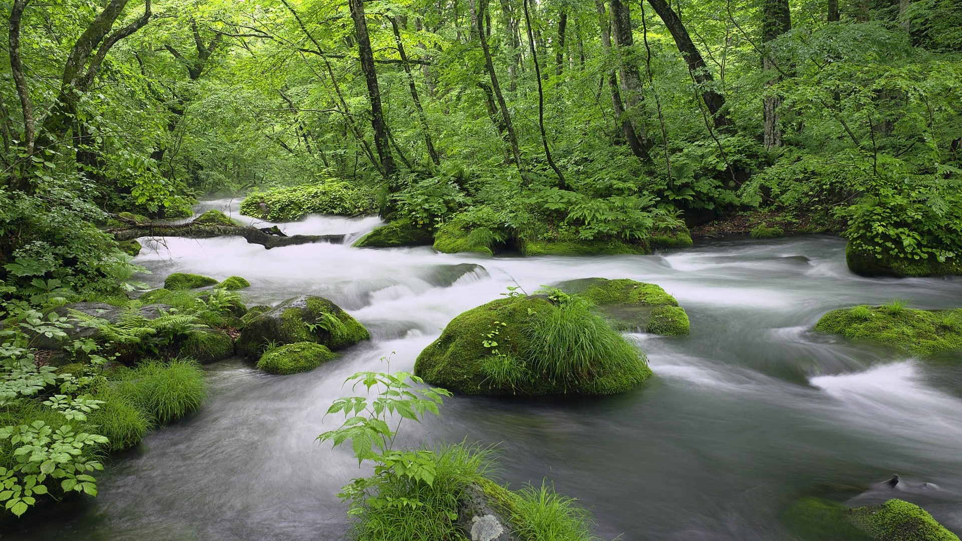 A lush green forest with a flowing river and moss-covered rocks HD Wallpaper