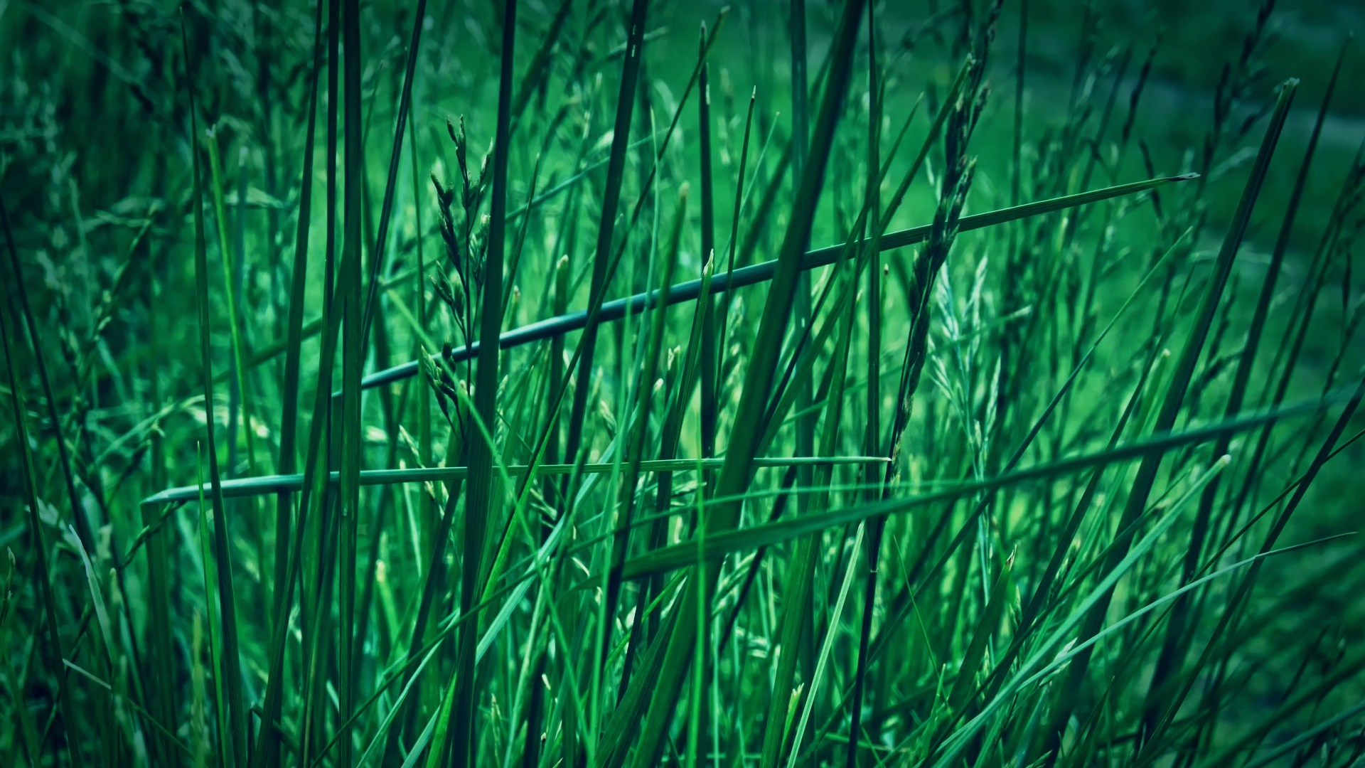 Close-up of green grass with a horizontal branch HD Wallpaper