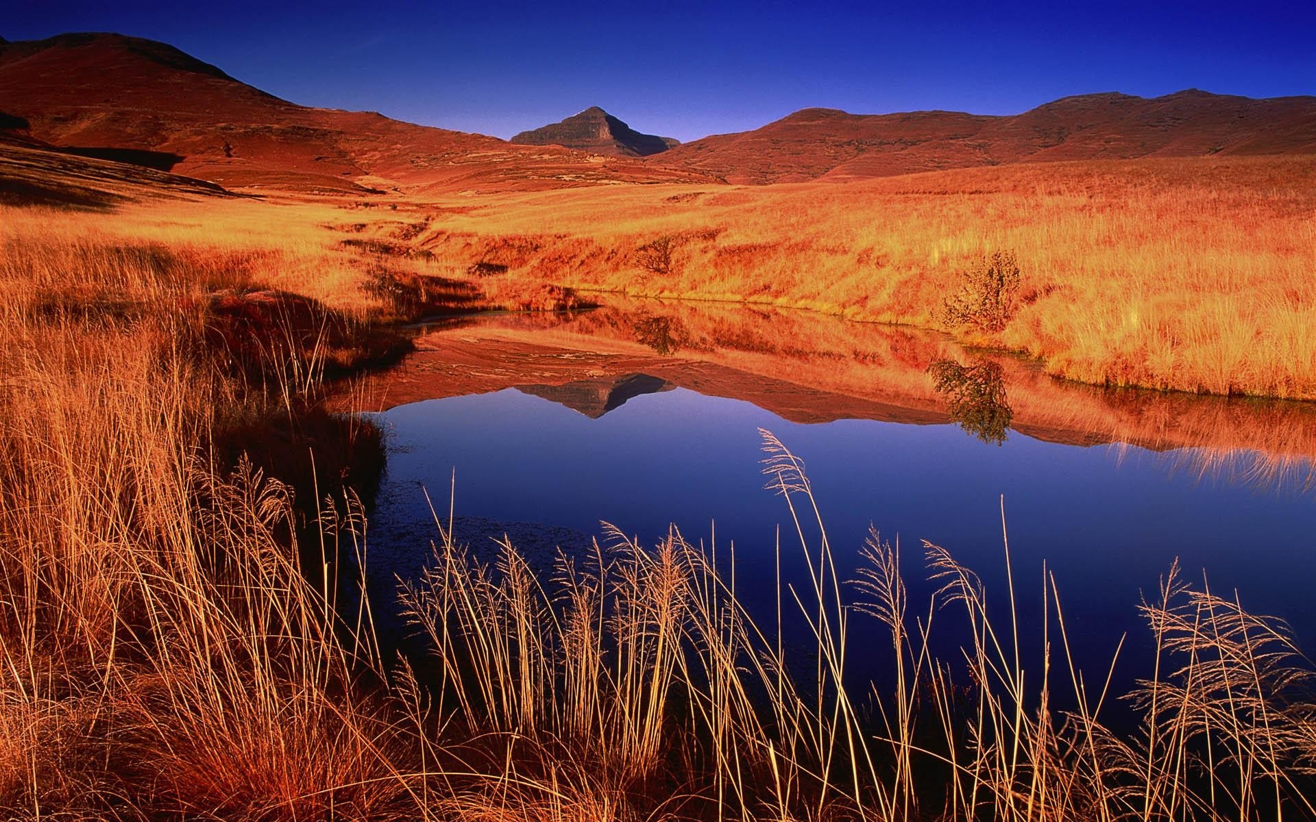 Golden grassland reflects in a calm lake at sunset HD Wallpaper