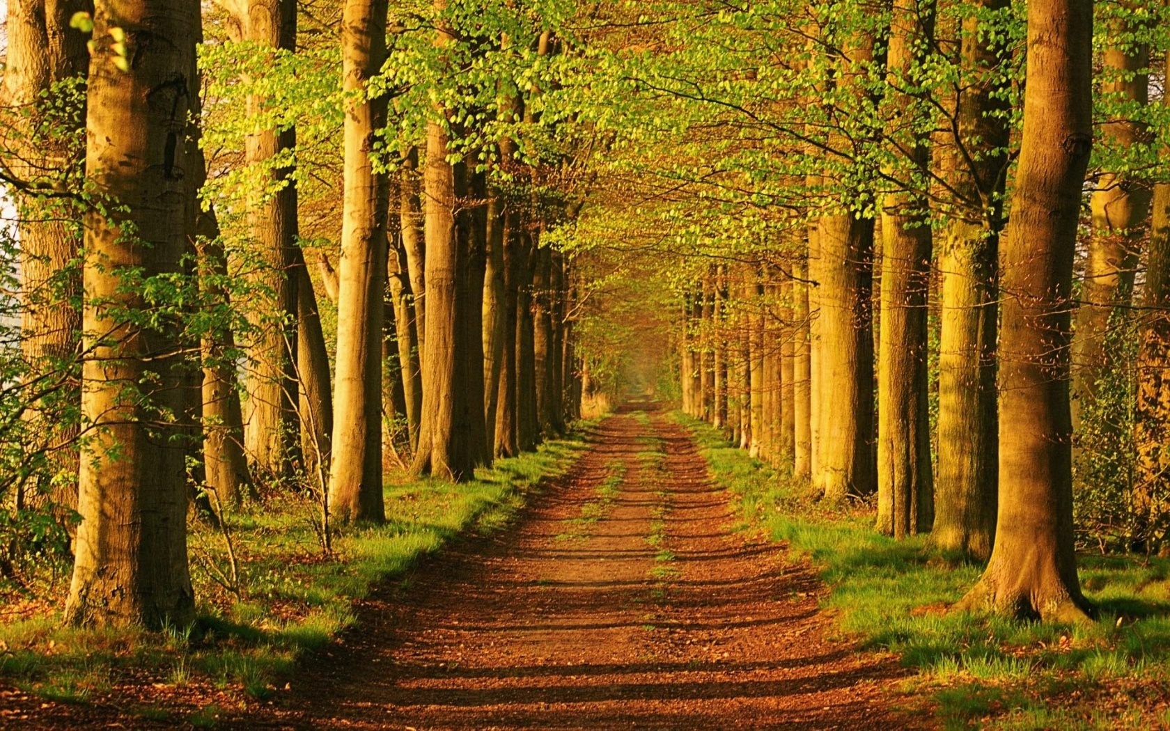 Sunlit forest path lined with trees HD Wallpaper