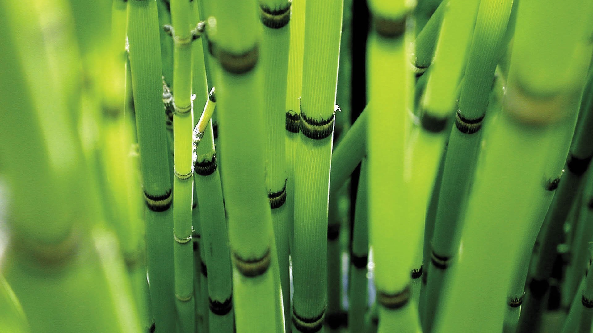 Close-up of green horsetail plant stems with dark rings HD Wallpaper