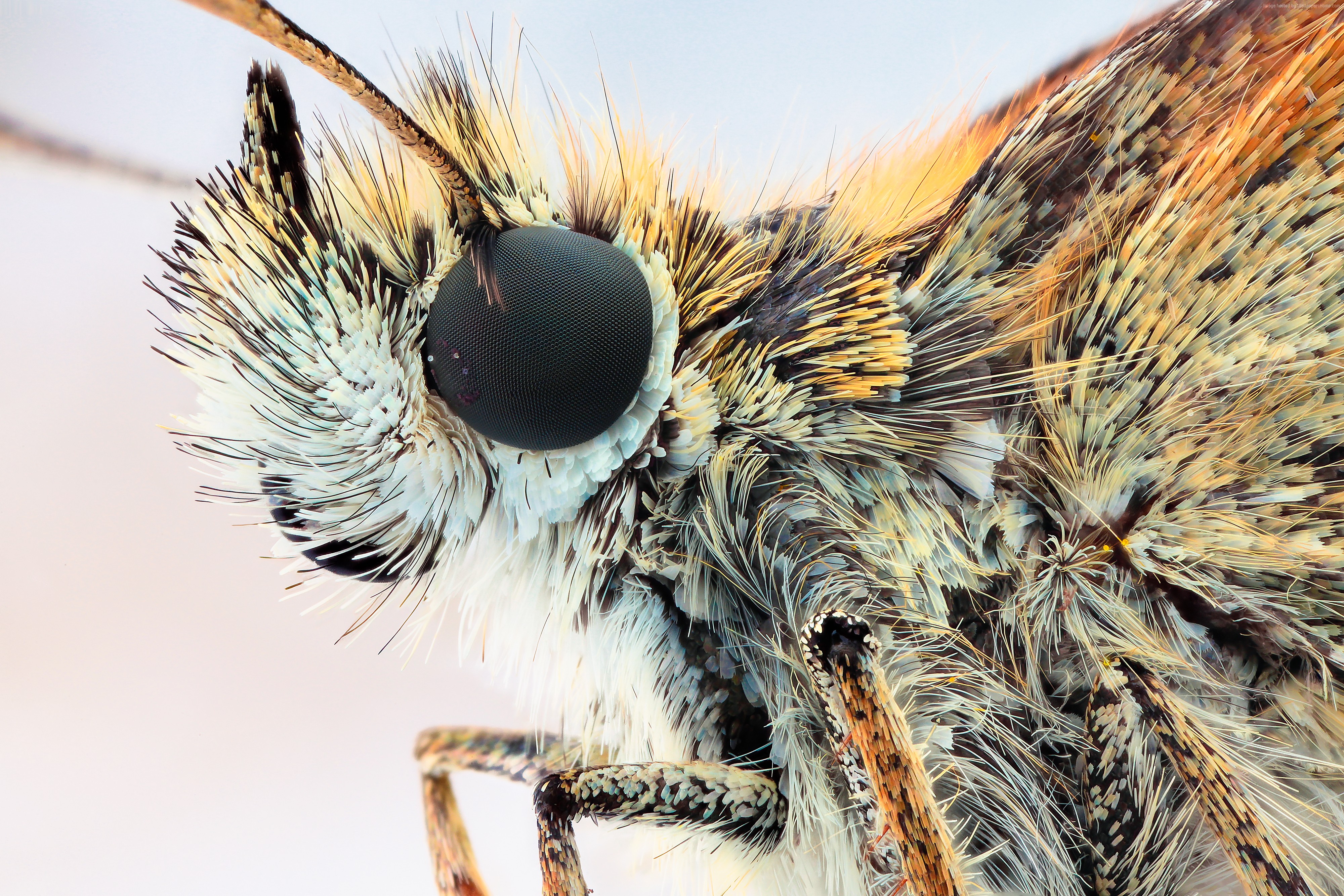 Macro extreme close-up of a moth's head and eye HD Wallpaper