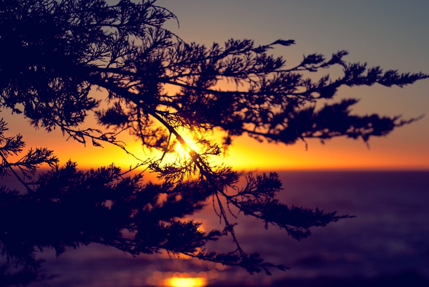 Silhouette of a tree branch against a sunset over the ocean HD Wallpaper