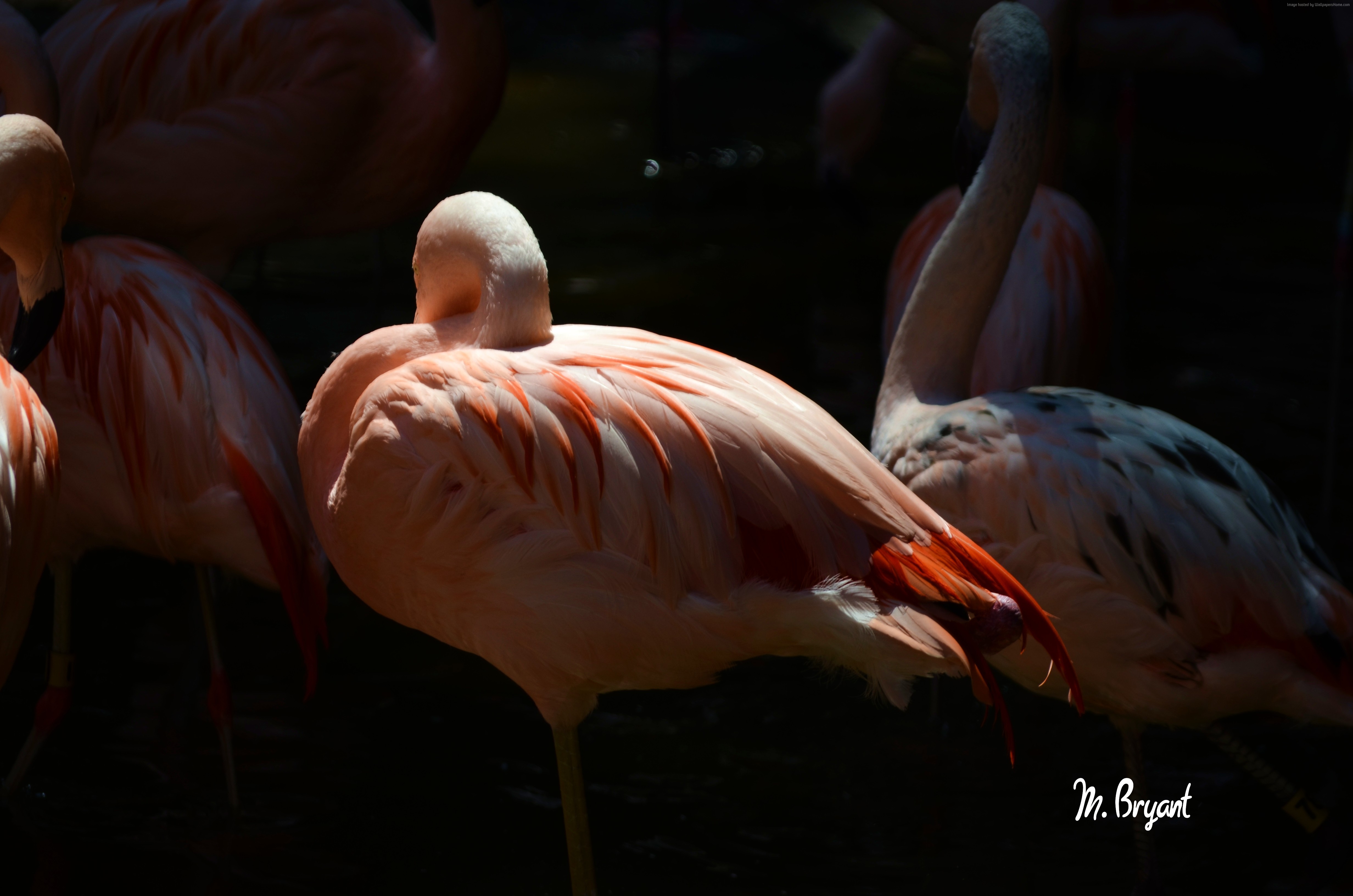 Flamingos at the San Diego Zoo HD Wallpaper