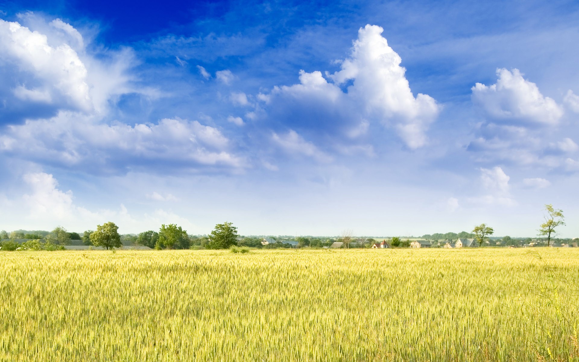 Wheat field under a blue sky with clouds HD Wallpaper