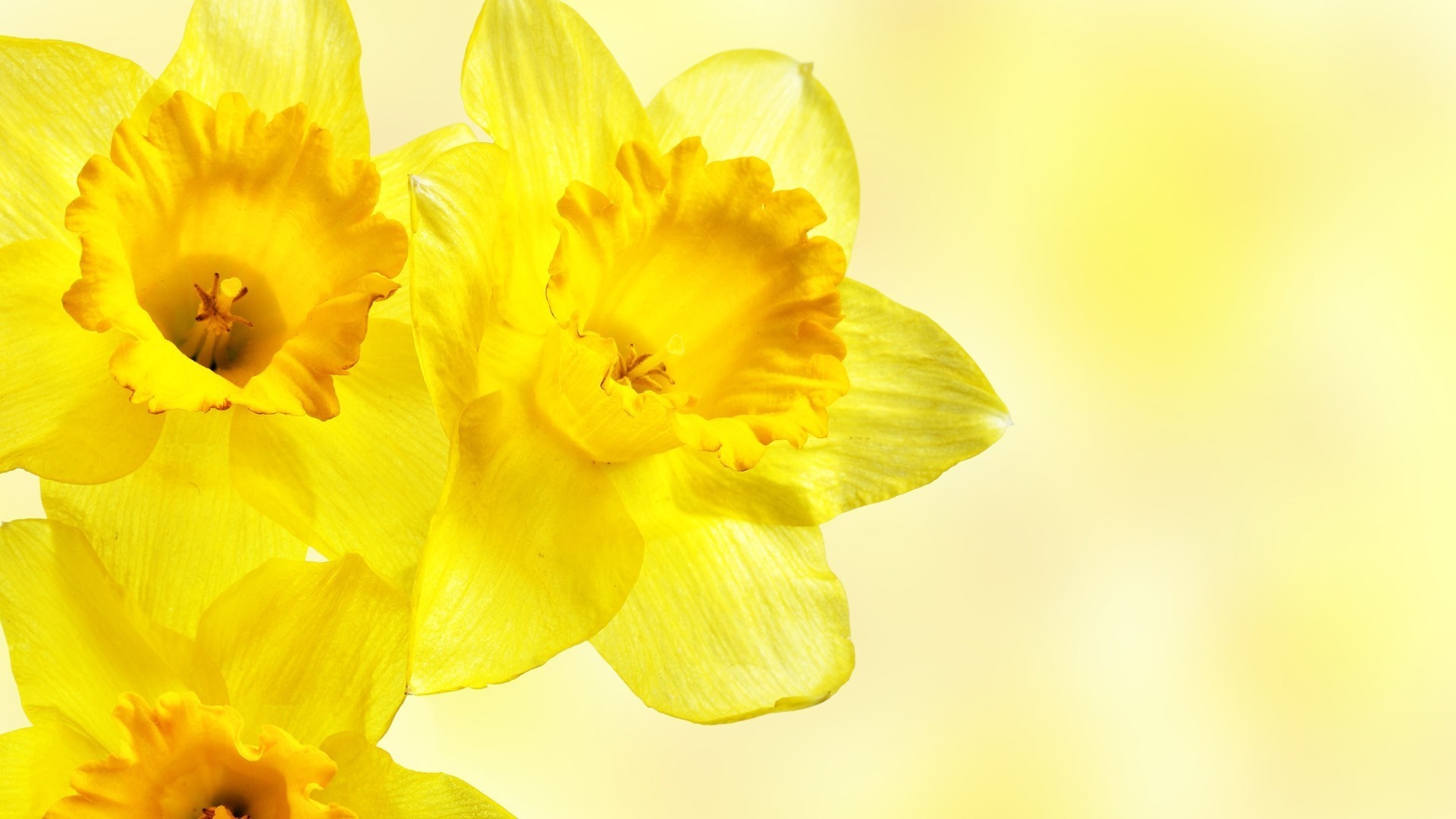Close up of yellow daffodils on a soft yellow background HD Wallpaper