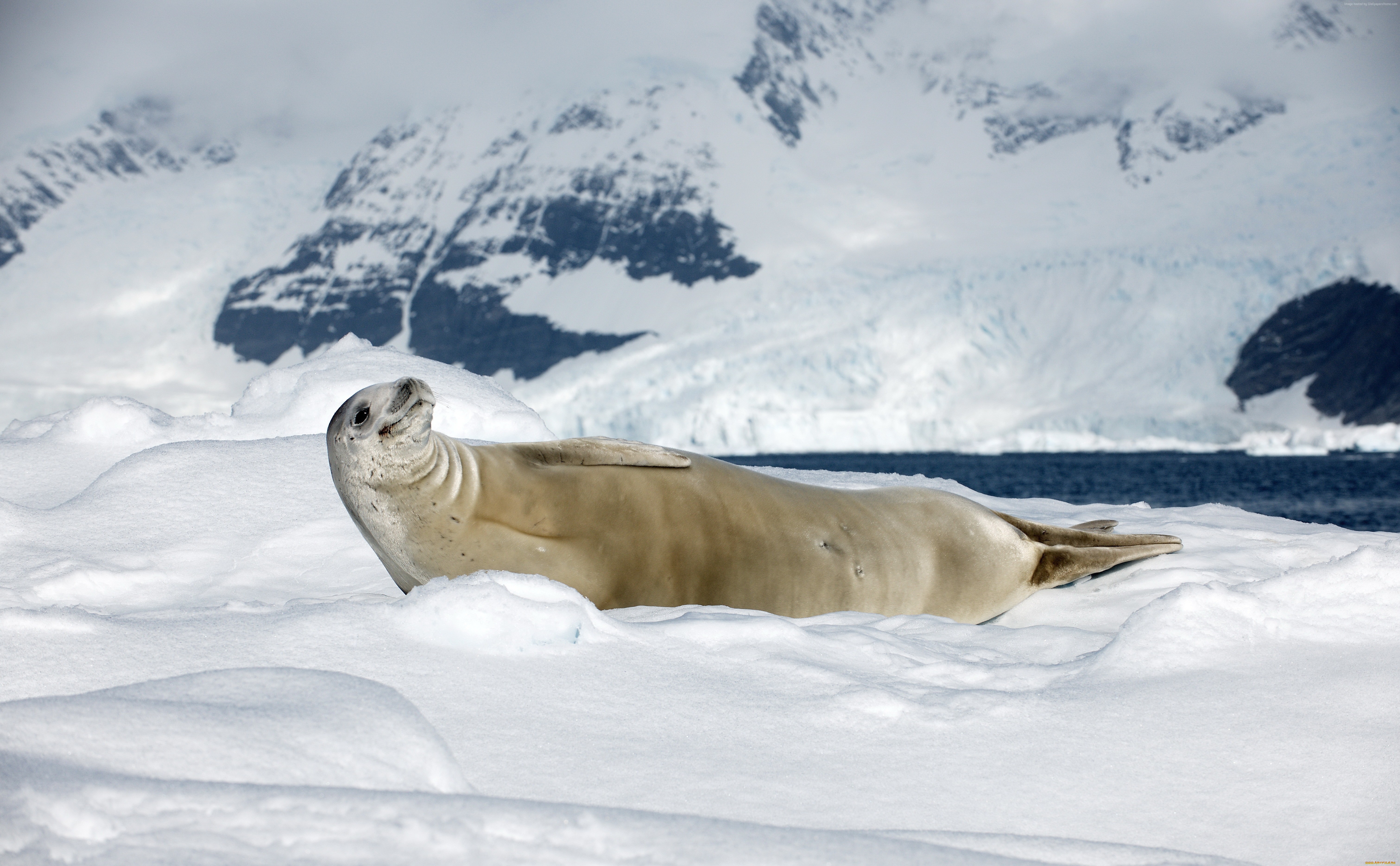 Crabeater seal on snow in Antarctica HD Wallpaper