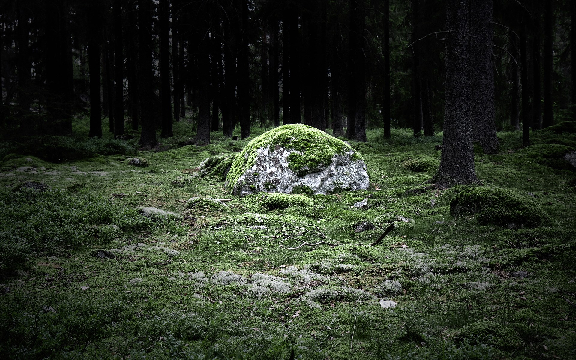 Moss-covered boulder in a dark forest HD Wallpaper