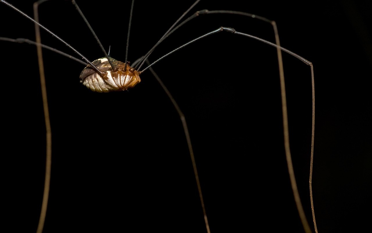 Close-up of a harvestman spider with long legs HD Wallpaper