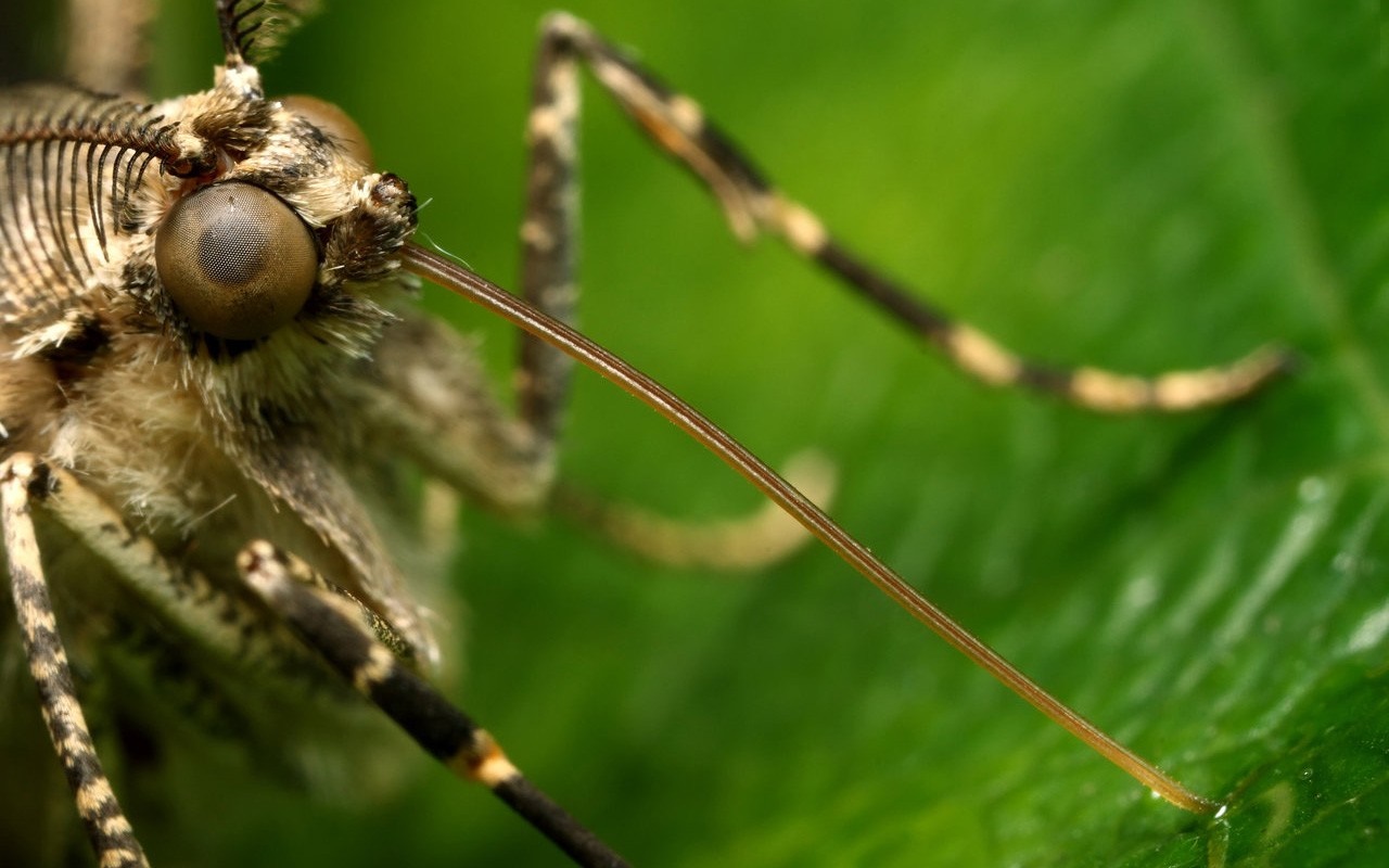 Close-up of a butterfly's head and legs on a green leaf HD Wallpaper
